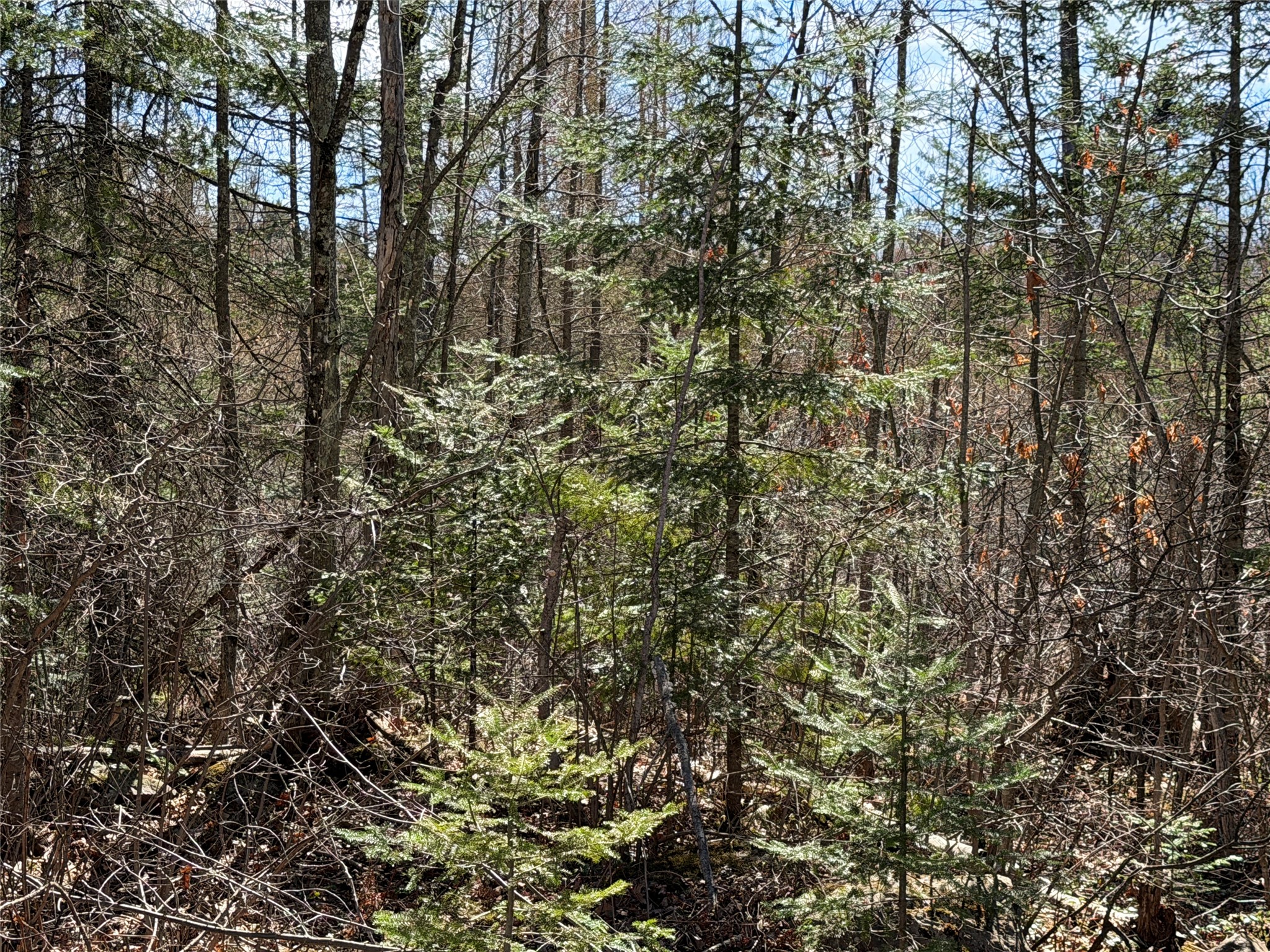 Lot 2 Eaton Road Hayward WI 54843 1598172 image11
