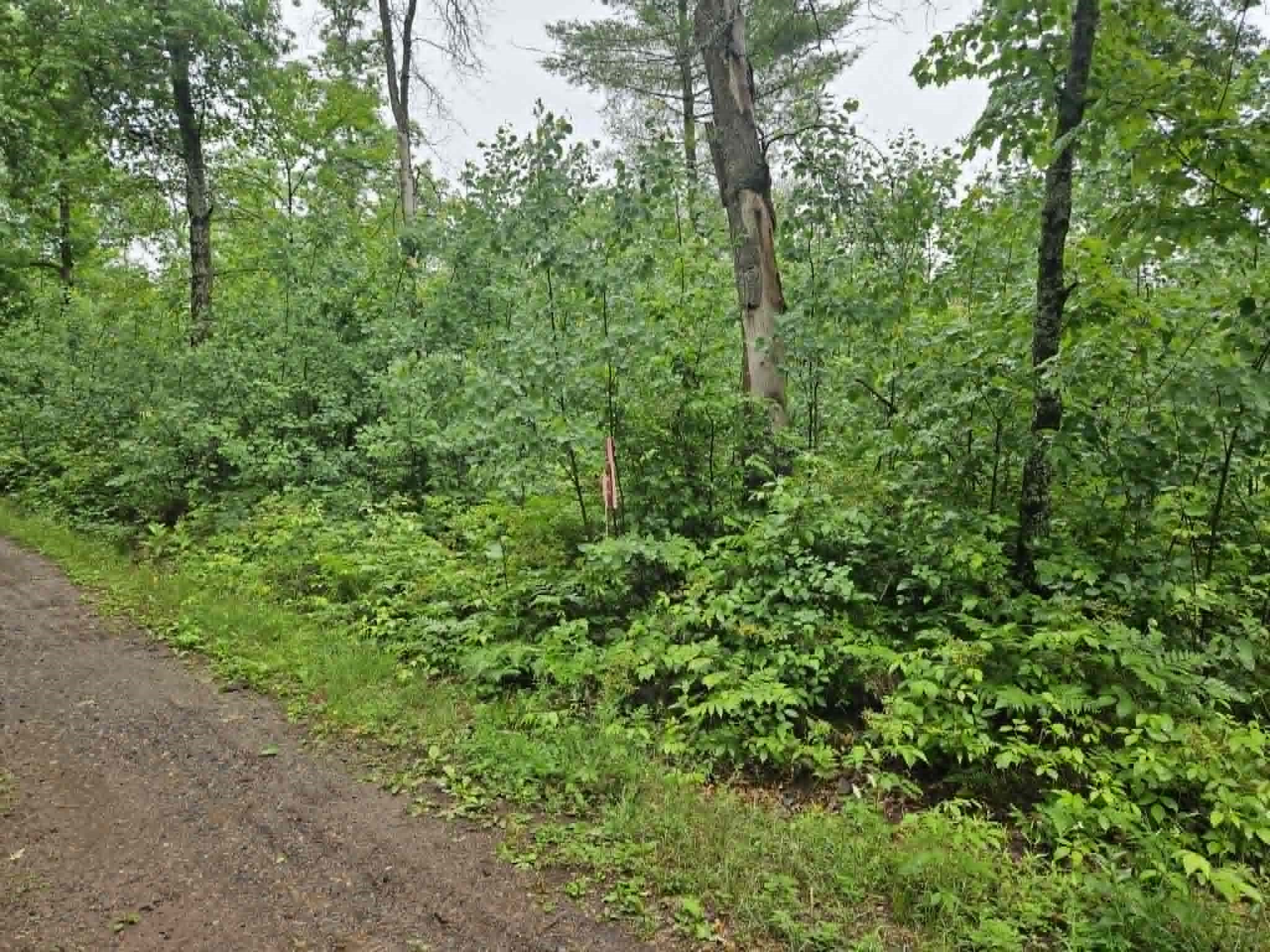 Lot 2 Hilly Lane Spooner WI 54801 1602448 image3