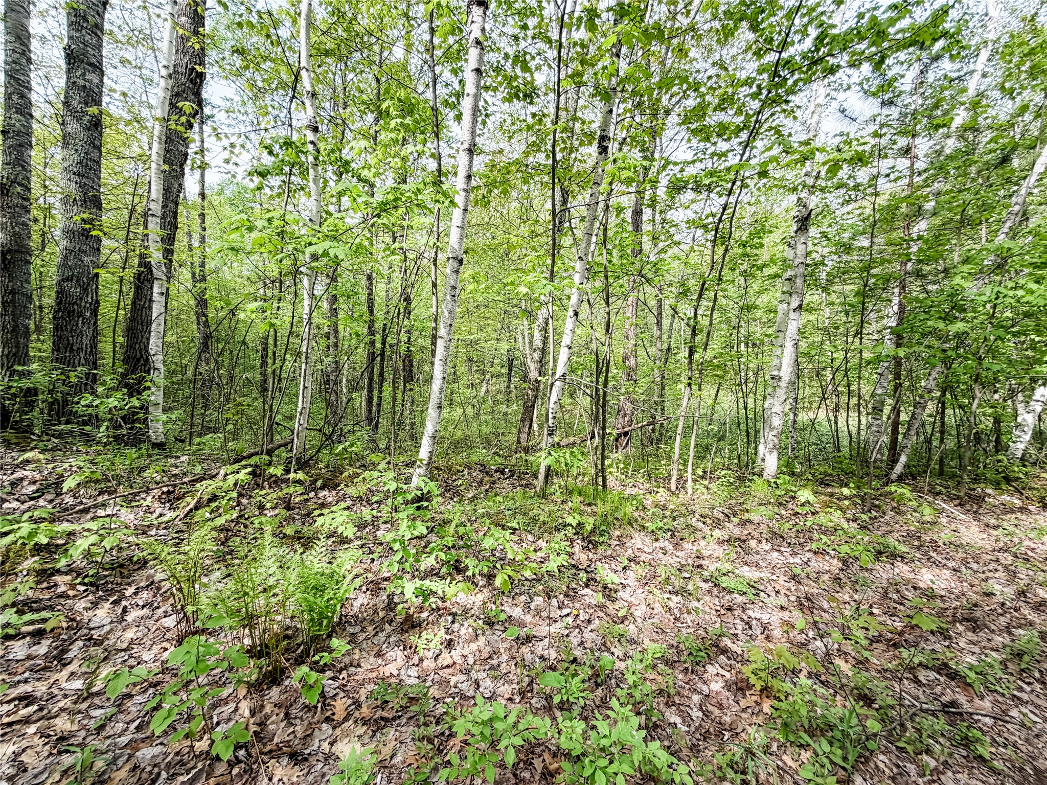 Lot 2 Peterson Road Wascott WI 54859 1601137 image4