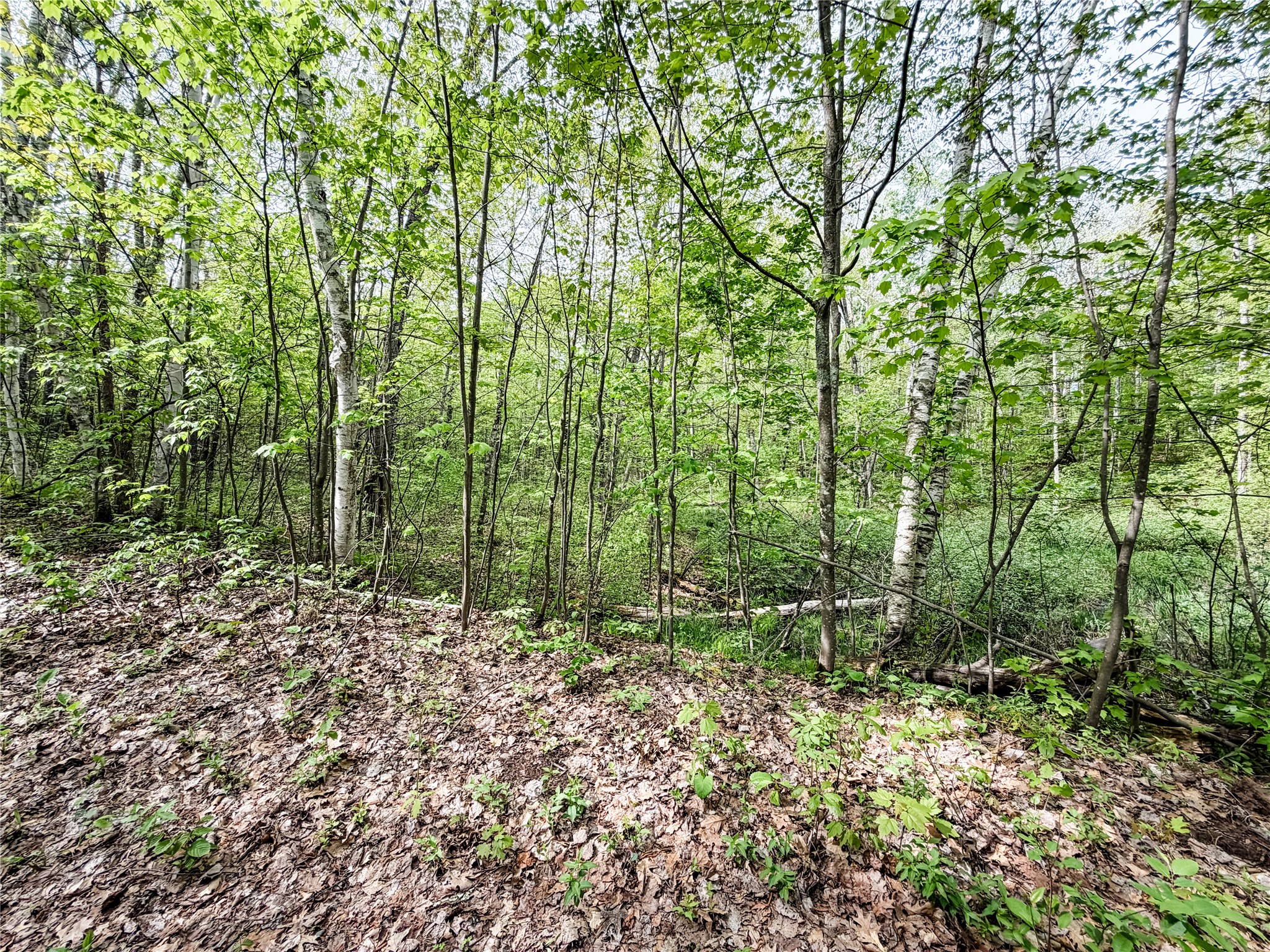 Lot 2 Peterson Road Wascott WI 54859 1601137 image5