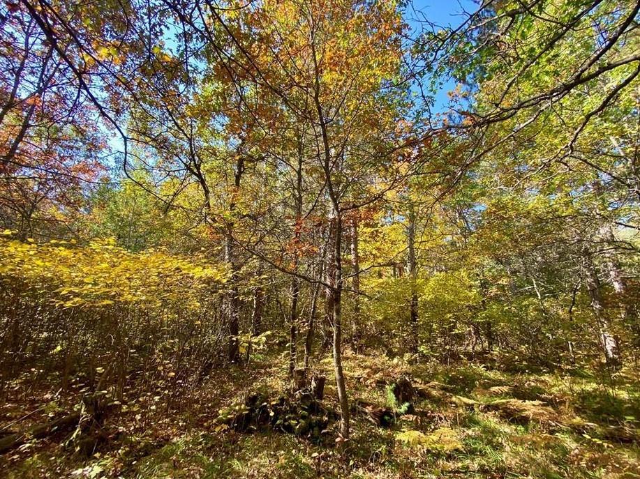 Lot 22 Golden Eagle Trail Barnes WI 54873 1571112 image3