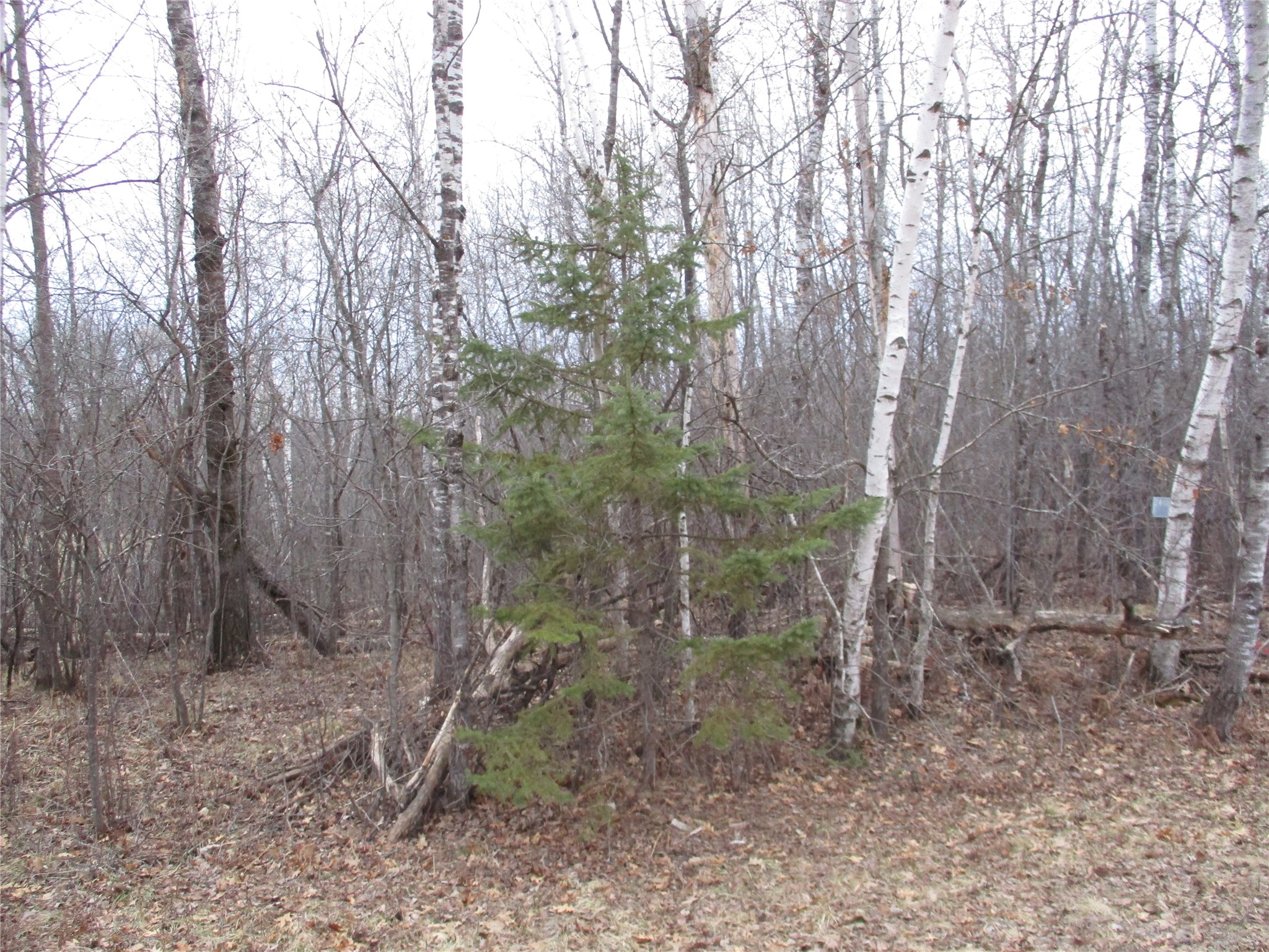 Lot #24 28 11/16 Street Birchwood WI 54817 - Red Cedar 1599869 image3