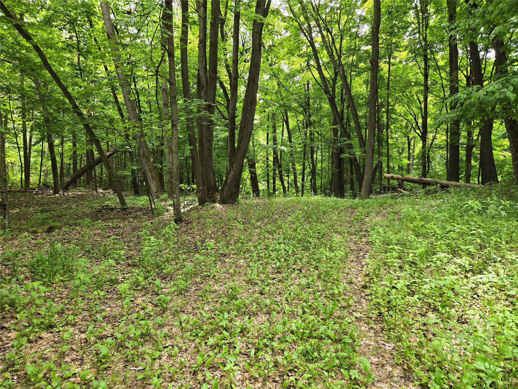 Lot 3 732nd Avenue Menomonie WI 54751 - Tainter Lake 1599578 image5
