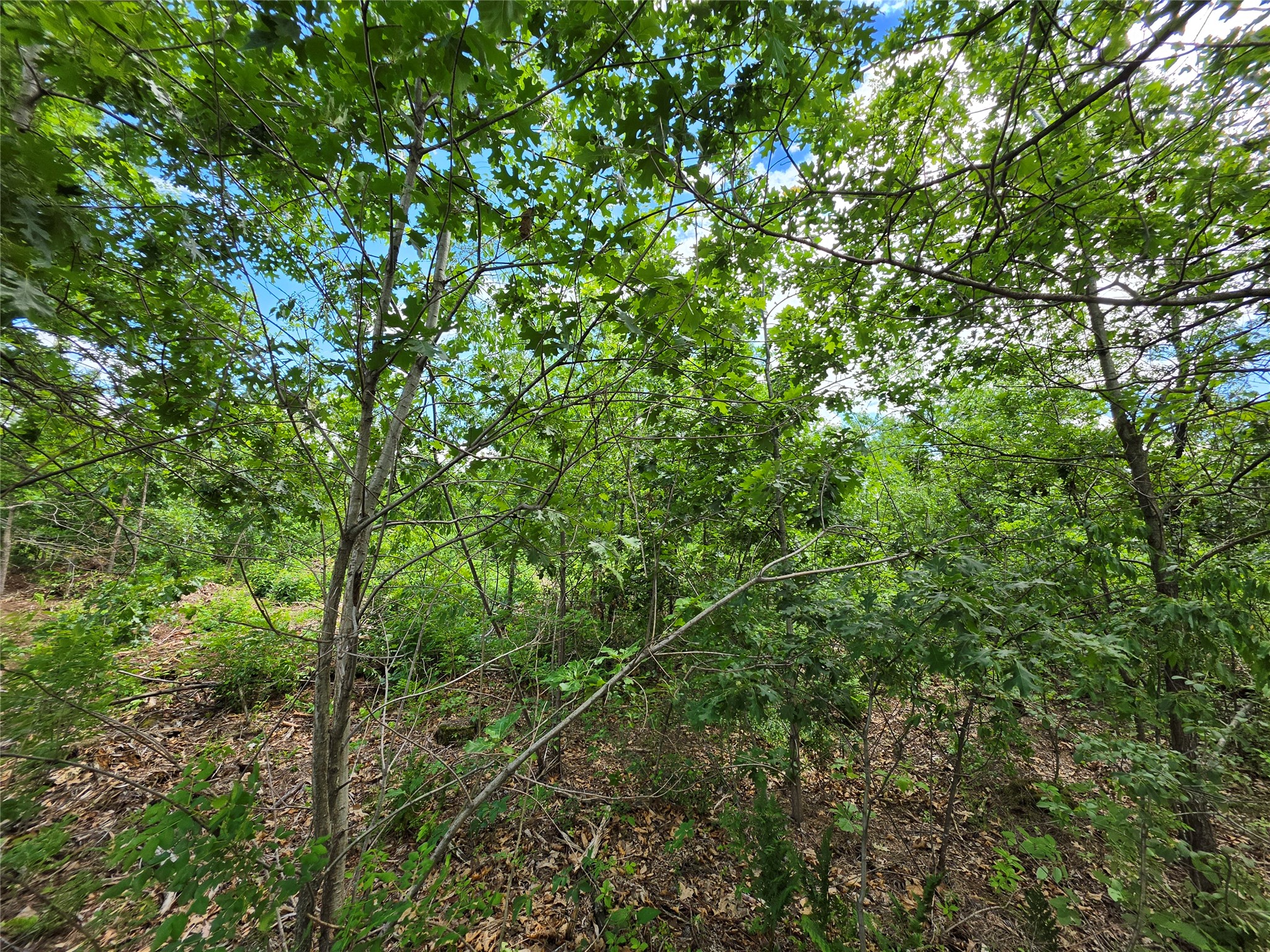 Lot 3 County Highway E Elk Mound WI 54739 1600992 image10
