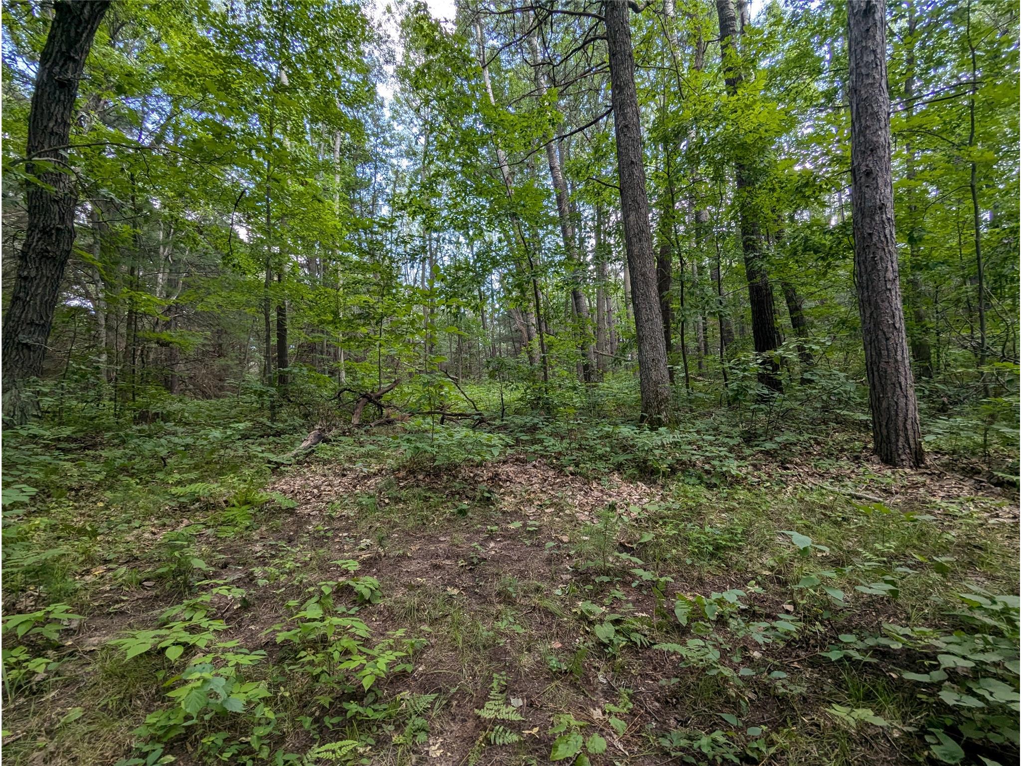 Lot 3 Fosmo Webster WI 54893 - Big Sand Lake 1599371 image3