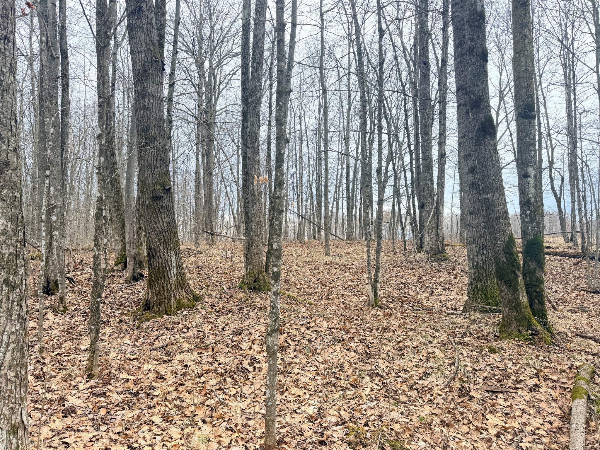 Lot 3 Hwy X Glen Flora WI 54526 1600084 image1