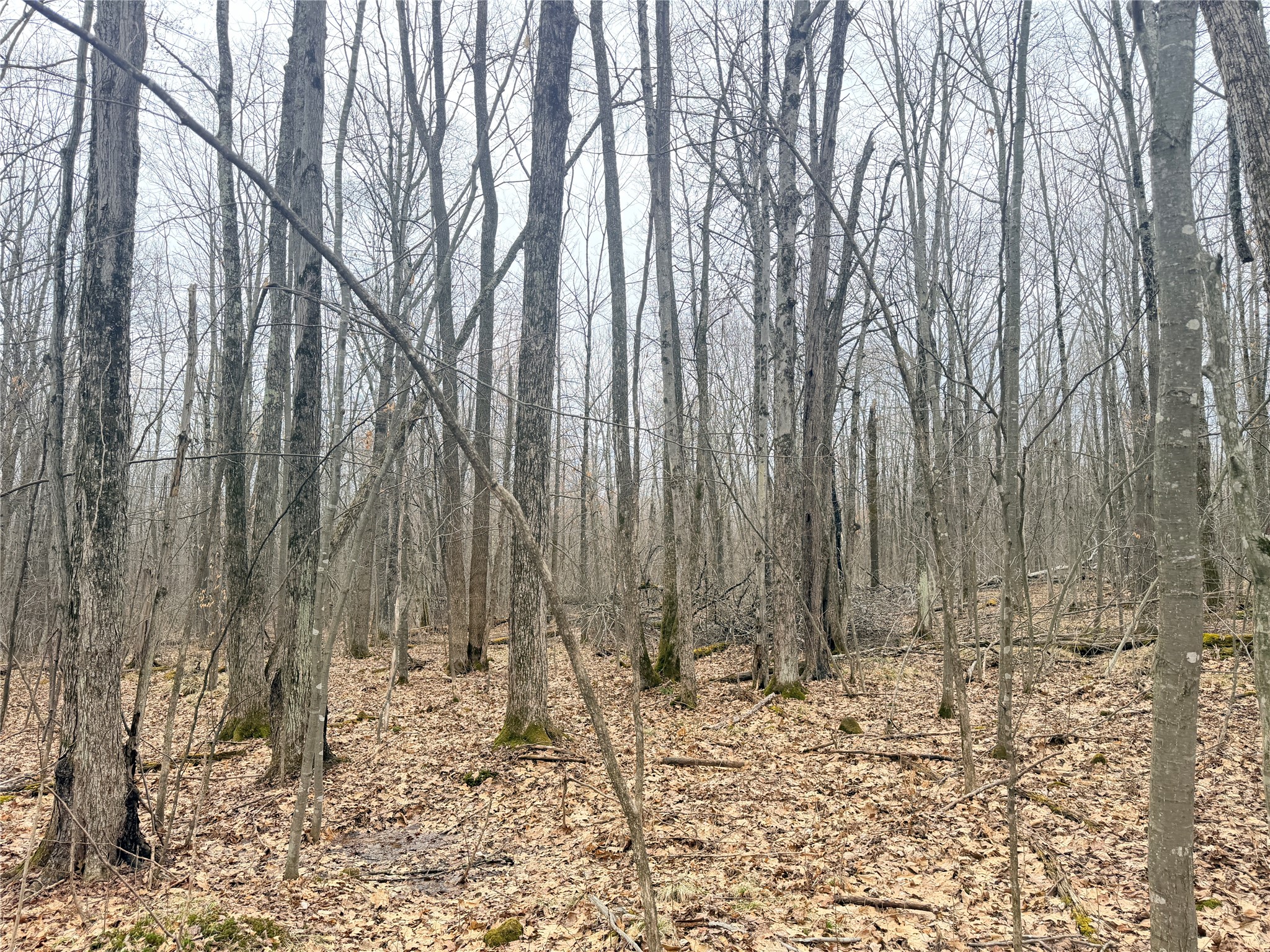 Lot 3 Hwy X Glen Flora WI 54526 1600084 image10