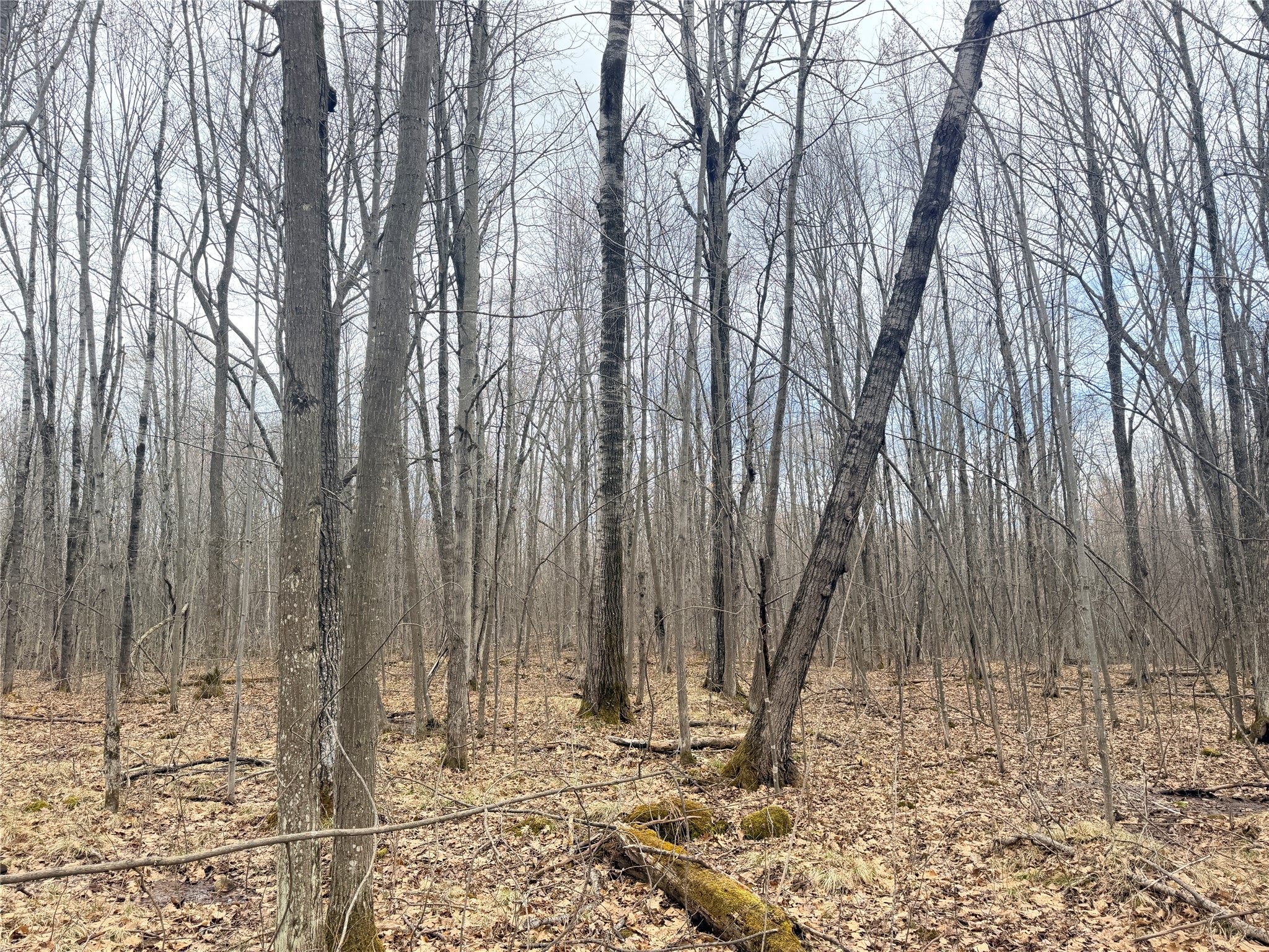 Lot 3 Hwy X Glen Flora WI 54526 1600084 image11