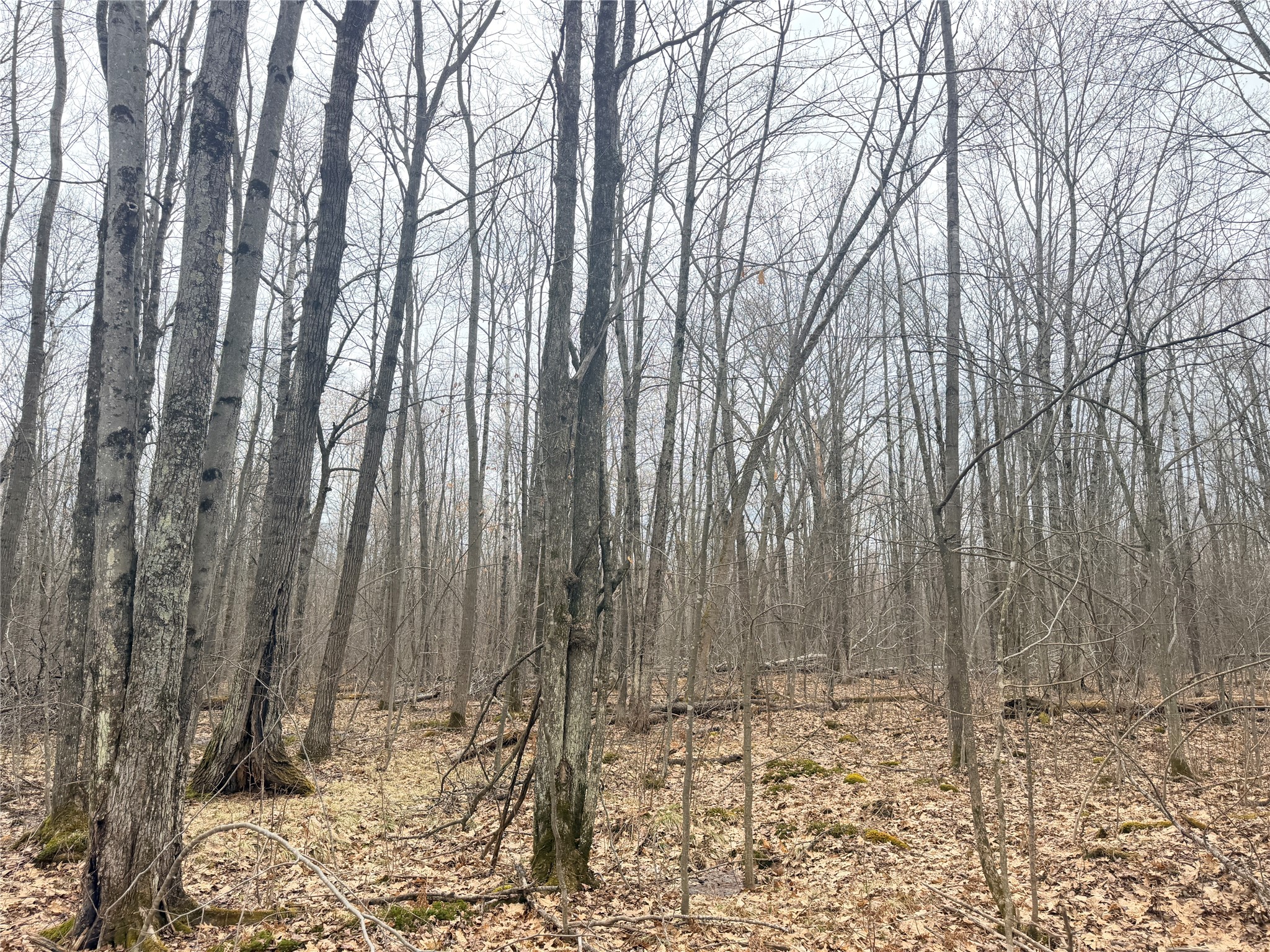 Lot 3 Hwy X Glen Flora WI 54526 1600084 image12