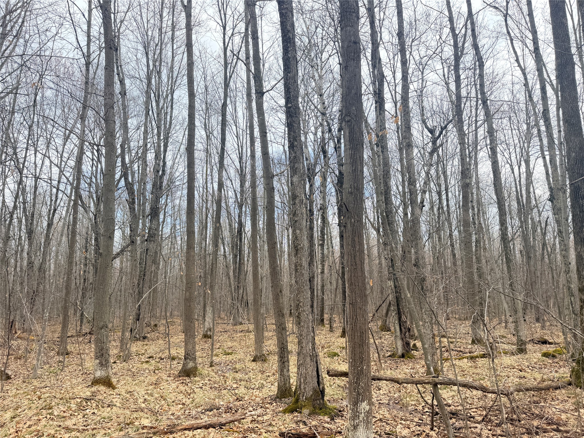 Lot 3 Hwy X Glen Flora WI 54526 1600084 image14