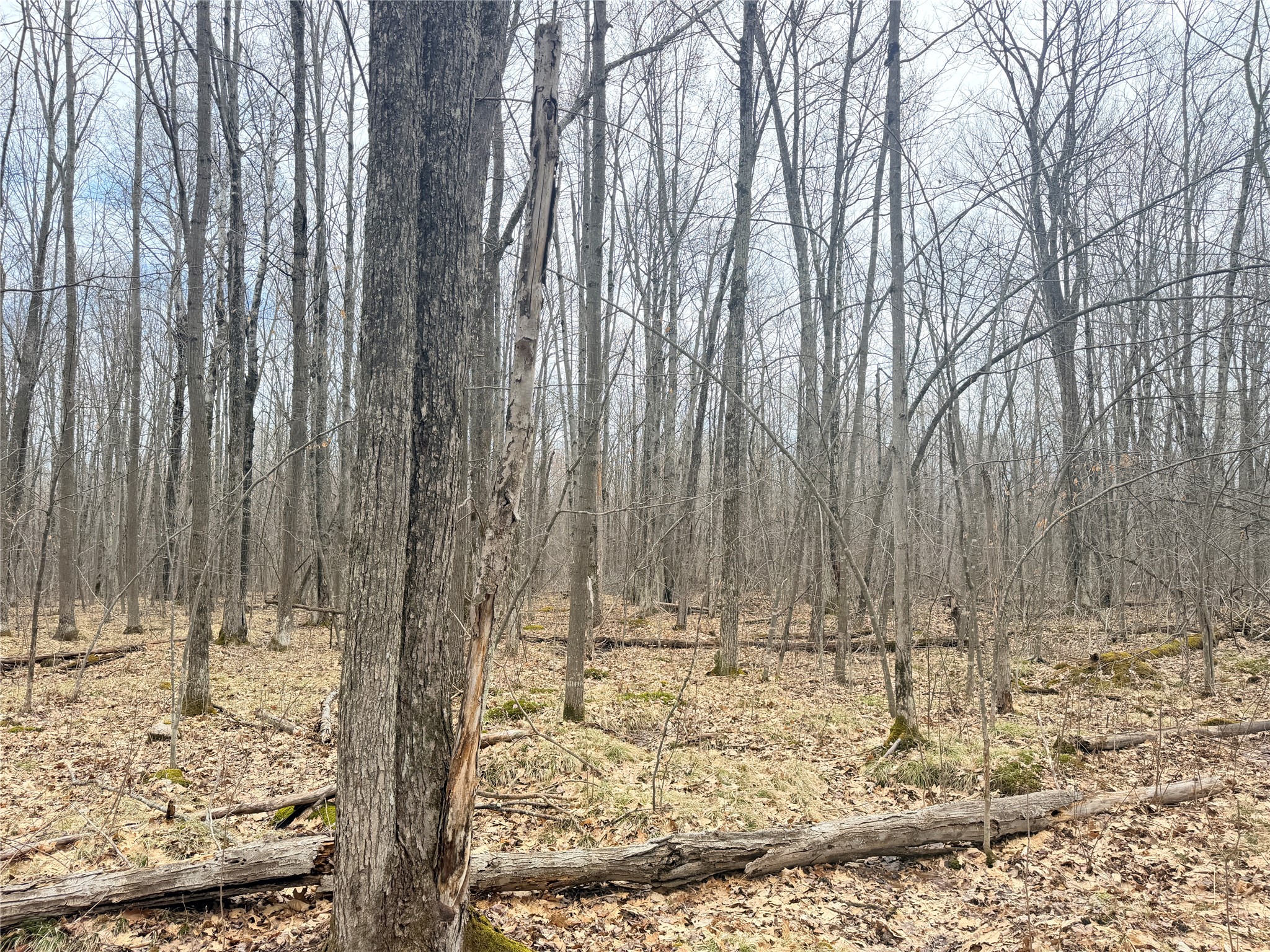 Lot 3 Hwy X Glen Flora WI 54526 1600084 image15