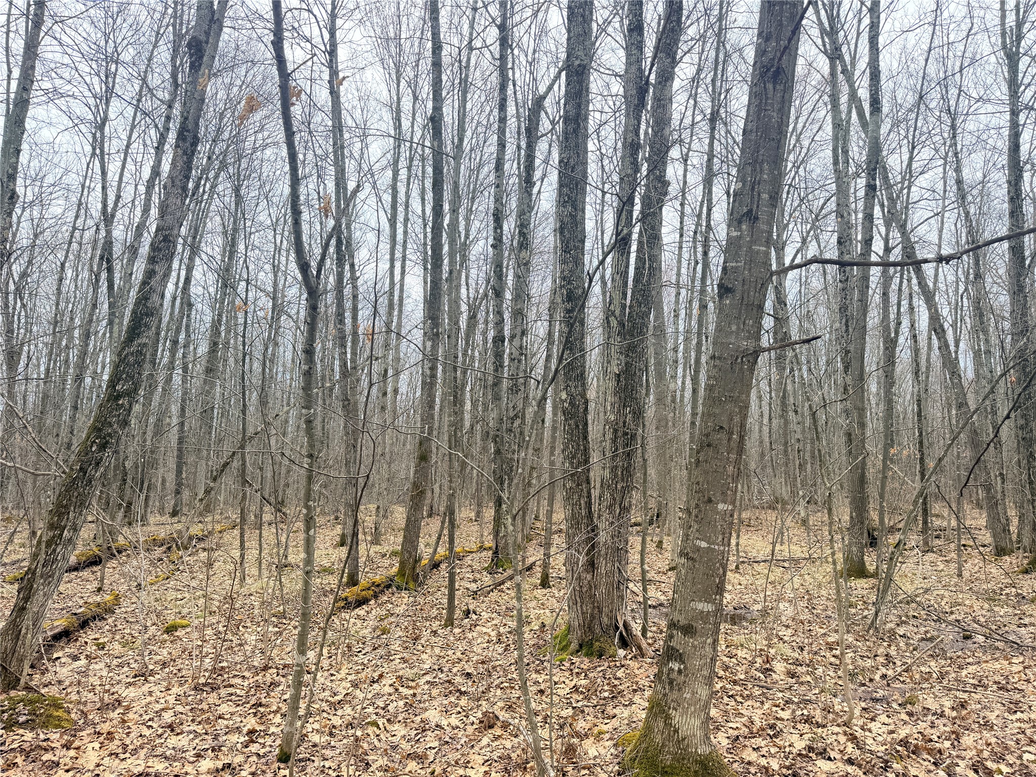 Lot 3 Hwy X Glen Flora WI 54526 1600084 image17