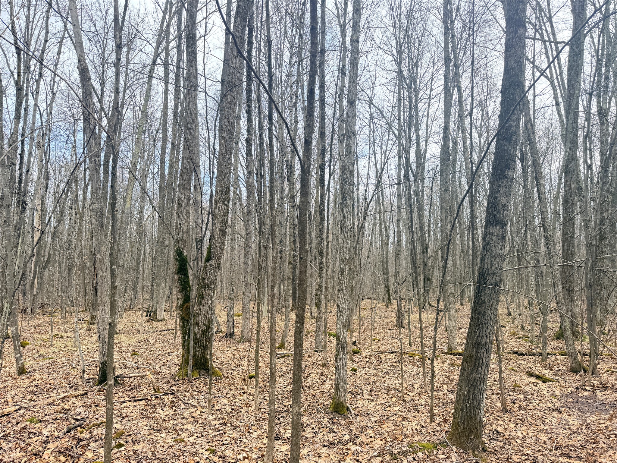 Lot 3 Hwy X Glen Flora WI 54526 1600084 image18