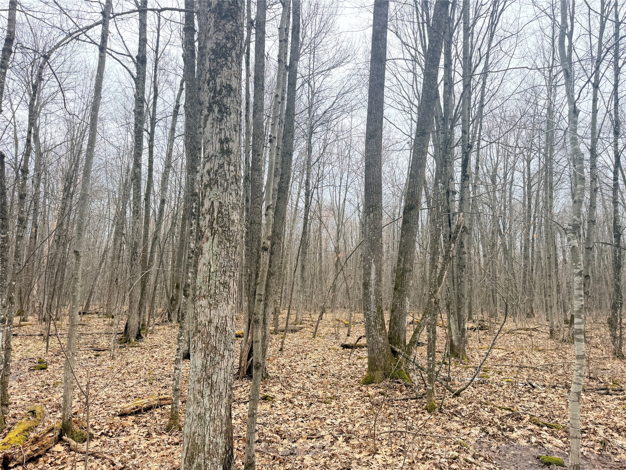 Lot 3 Hwy X Glen Flora WI 54526 1600084 image19