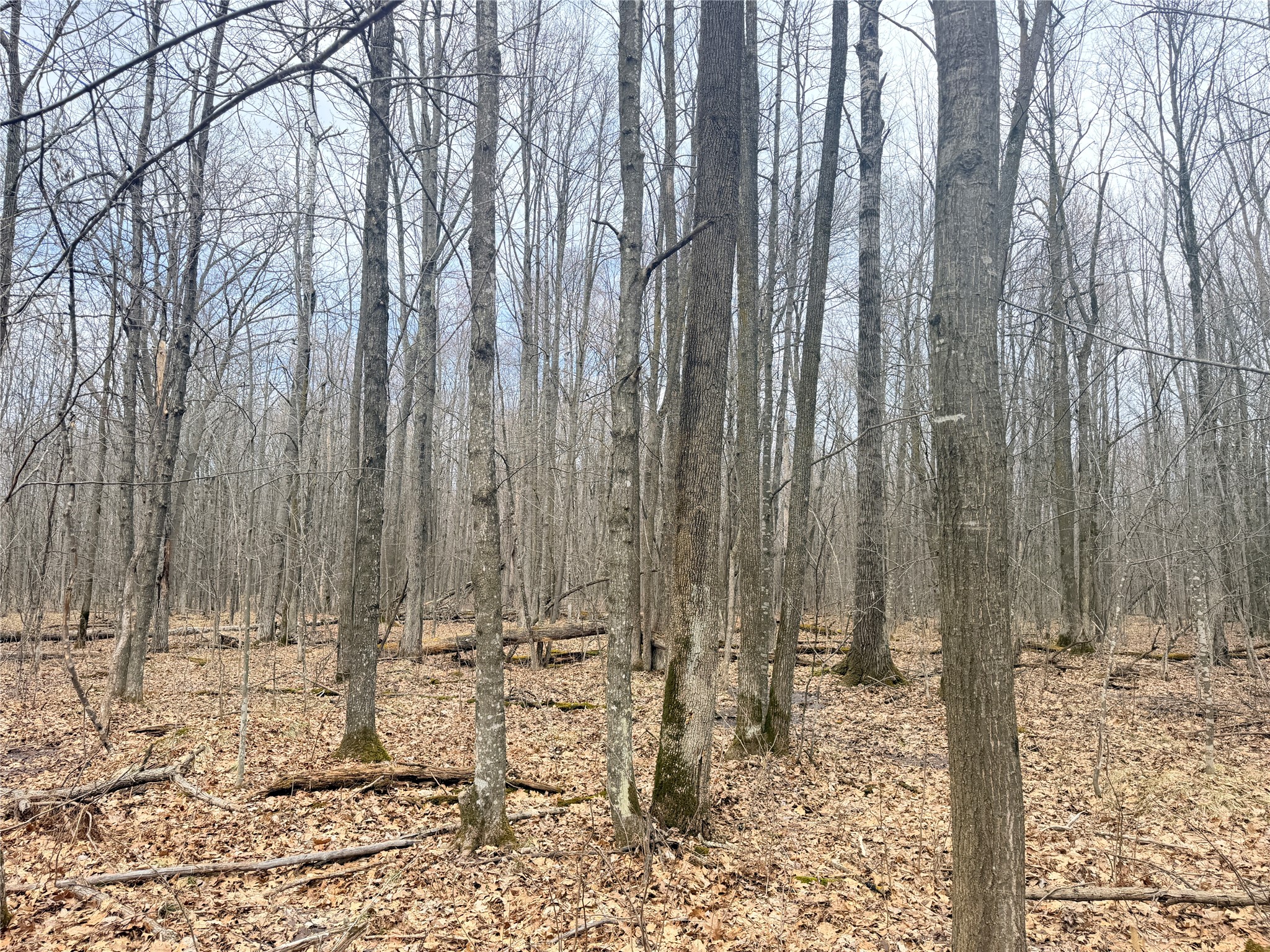 Lot 3 Hwy X Glen Flora WI 54526 1600084 image22