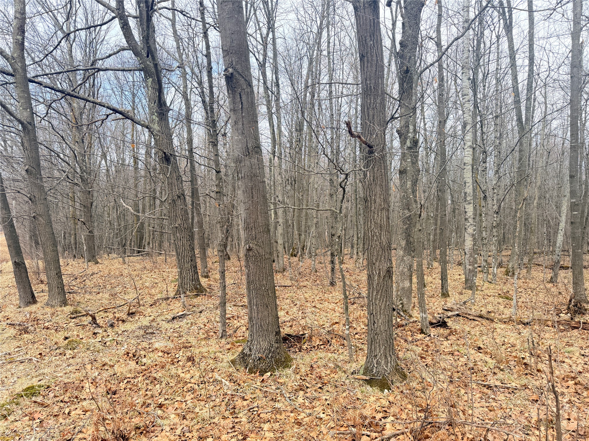 Lot 3 Hwy X Glen Flora WI 54526 1600084 image26