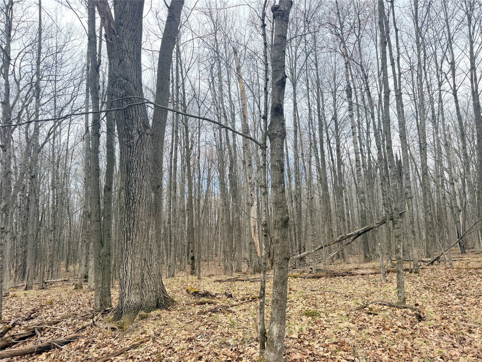 Lot 3 Hwy X Glen Flora WI 54526 1600084 image4