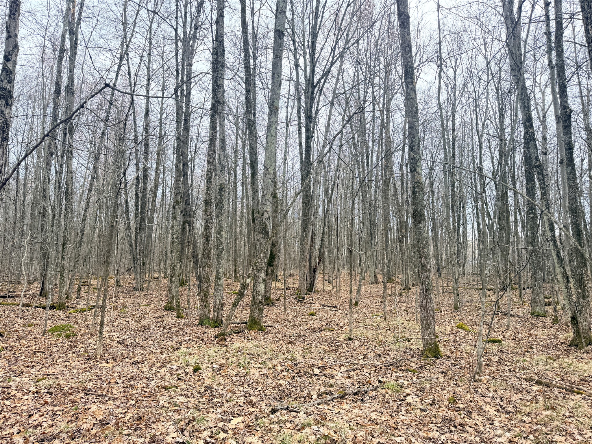 Lot 3 Hwy X Glen Flora WI 54526 1600084 image6