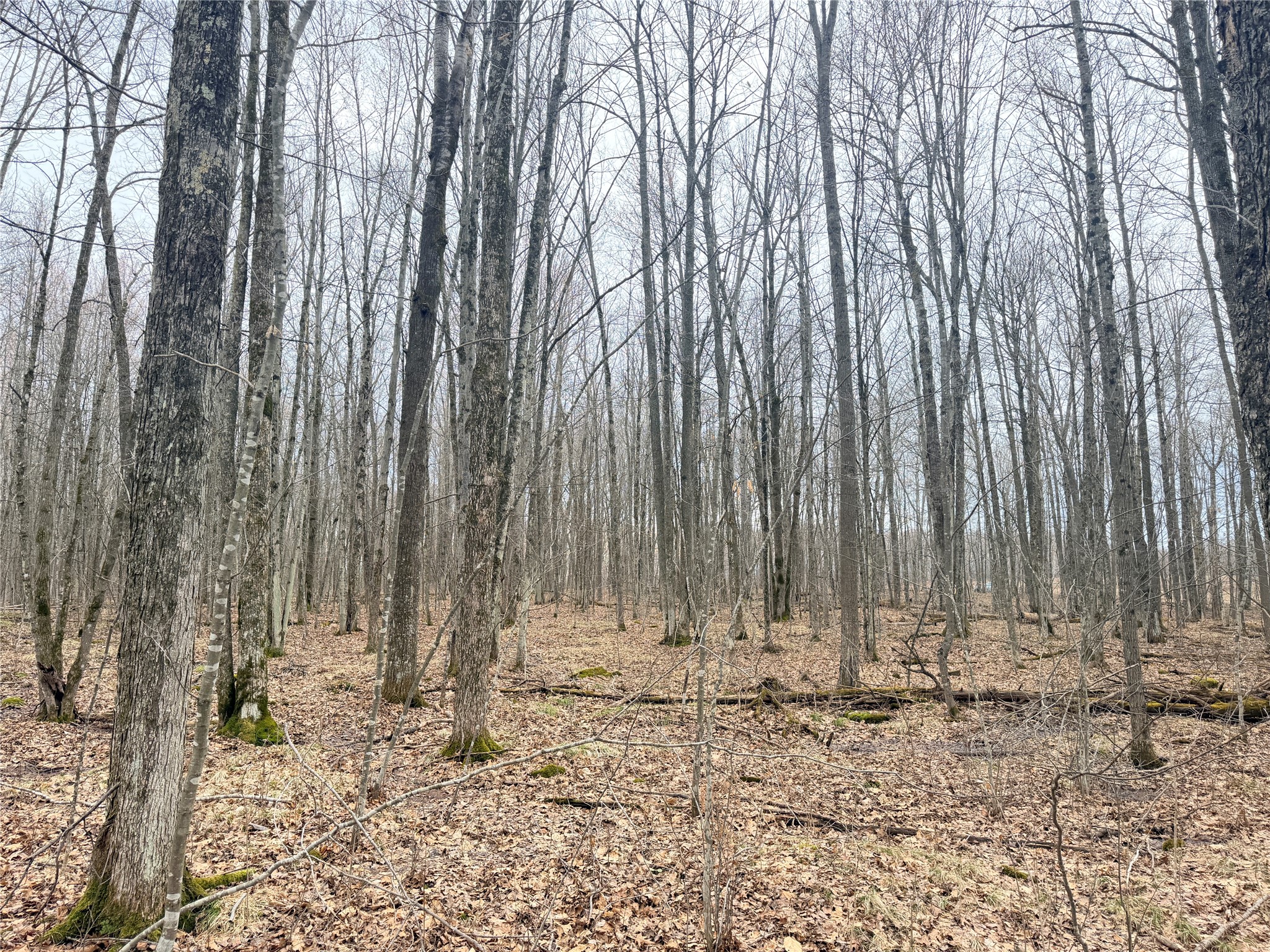 Lot 3 Hwy X Glen Flora WI 54526 1600084 image7