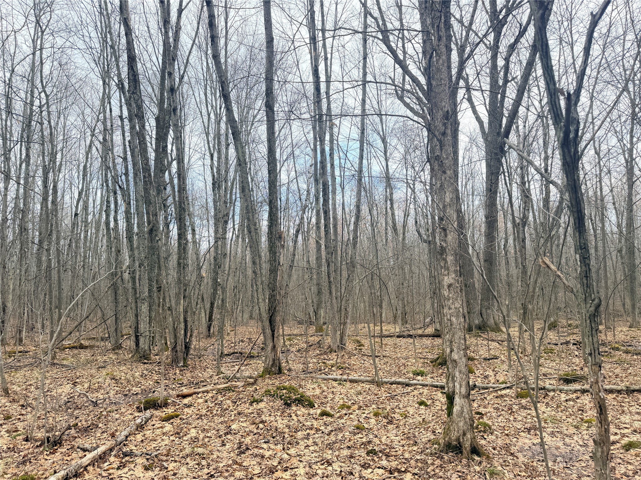 Lot 3 Hwy X Glen Flora WI 54526 1600084 image9