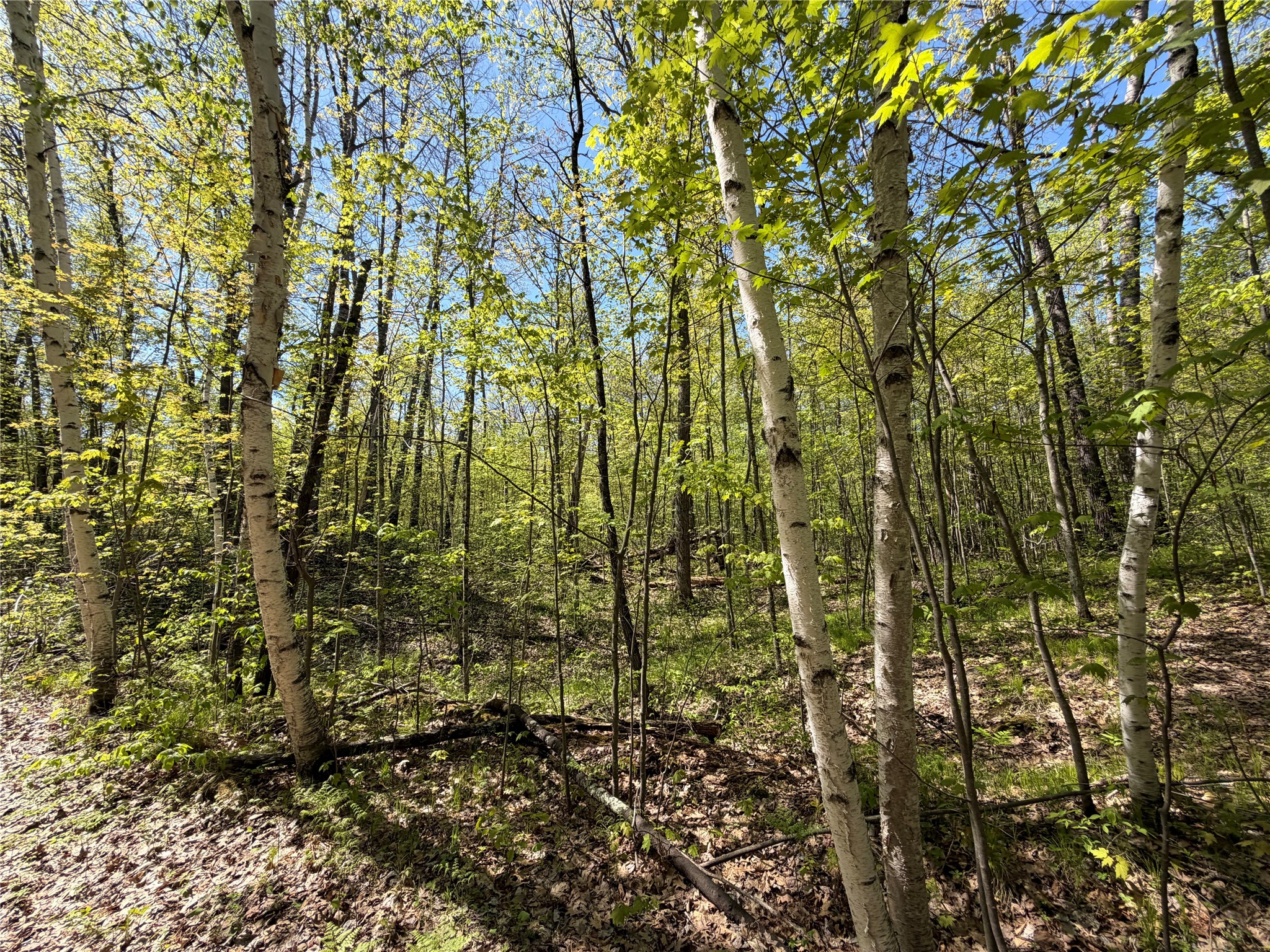 Lot 3 Peterson Road Wascott WI 54859 1601139 image4