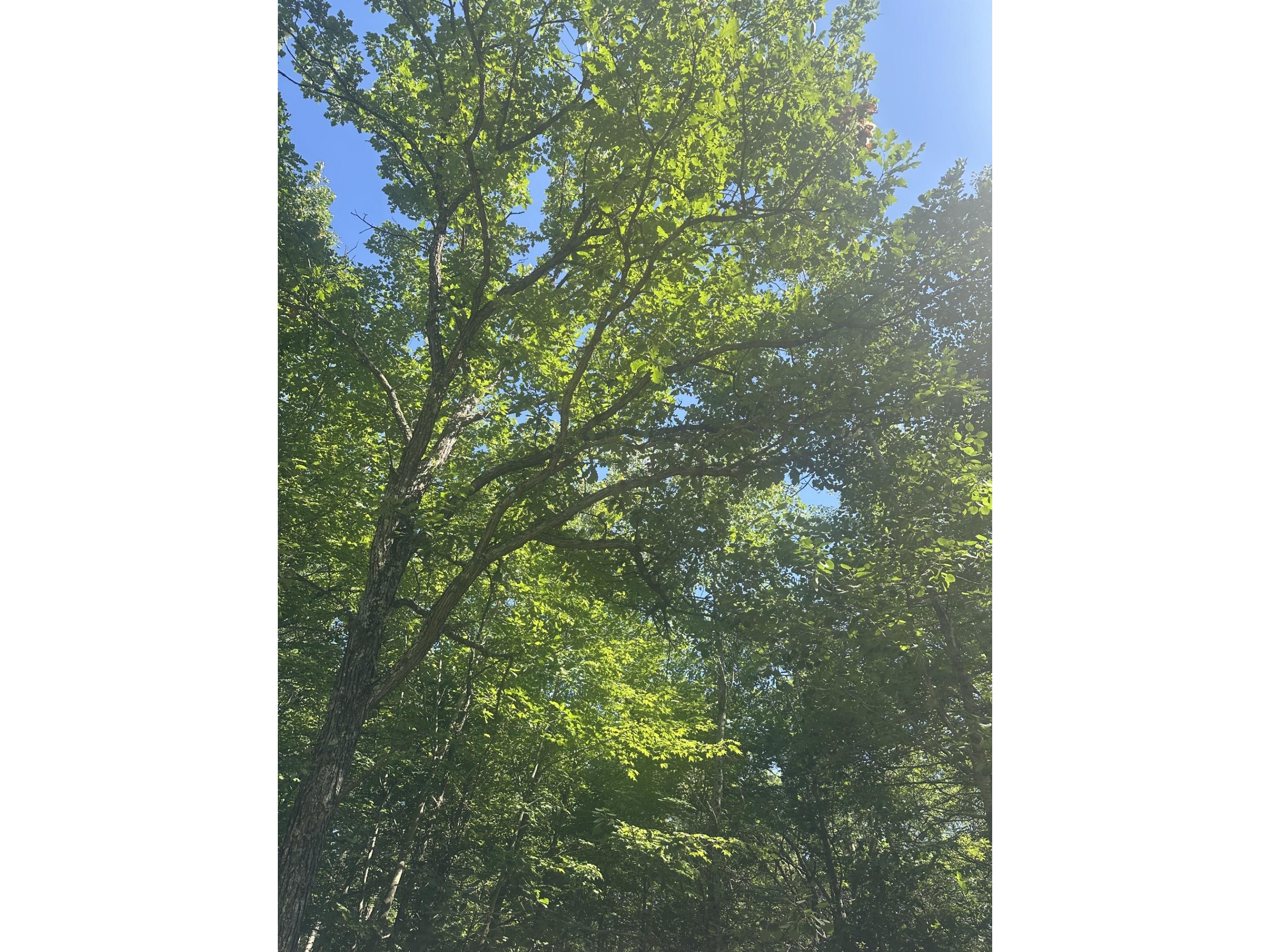 Lot 4 271st Street Holcombe WI 54745 1603205 image3
