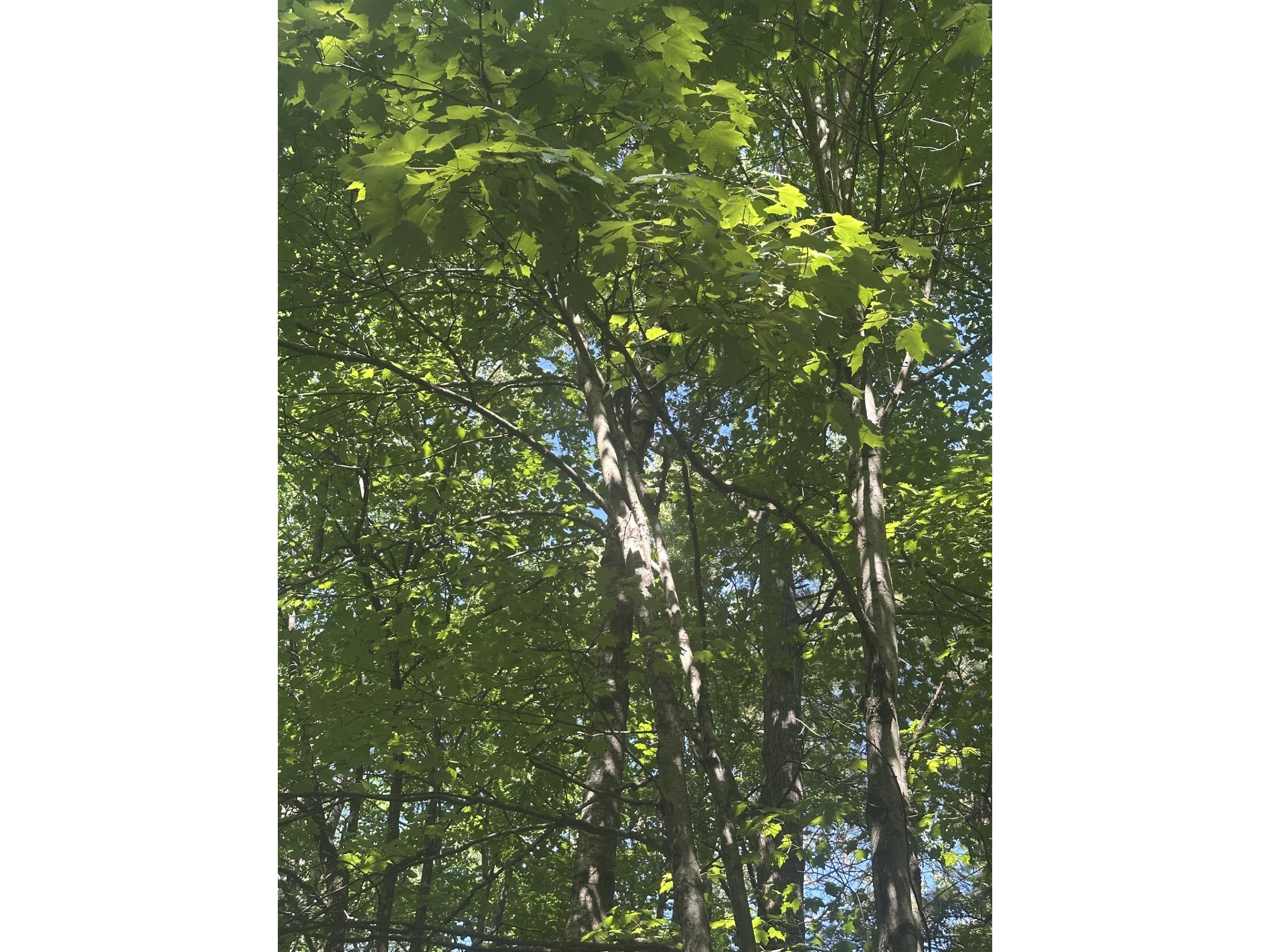 Lot 4 271st Street Holcombe WI 54745 1603205 image4