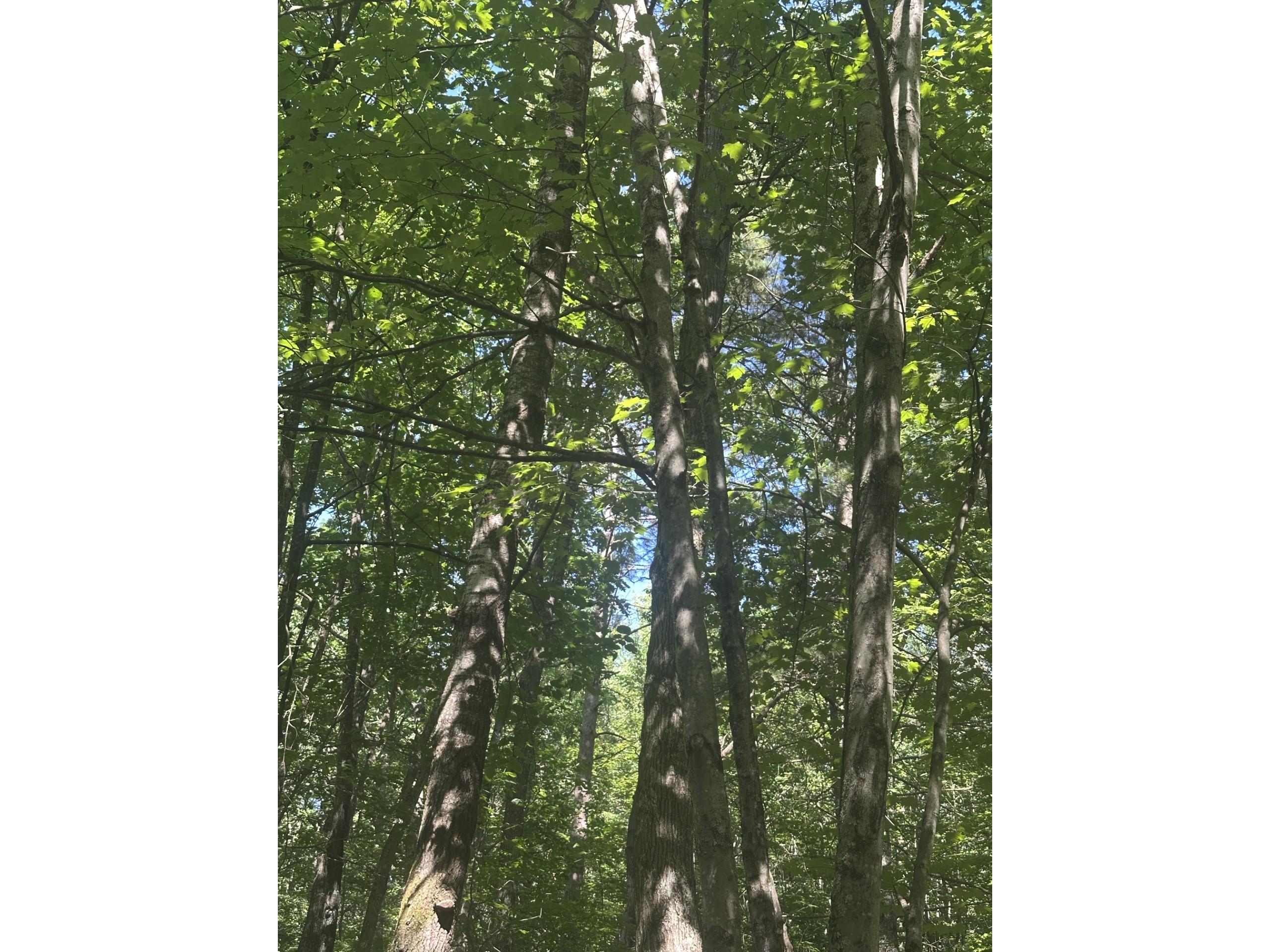 Lot 4 271st Street Holcombe WI 54745 1603205 image5
