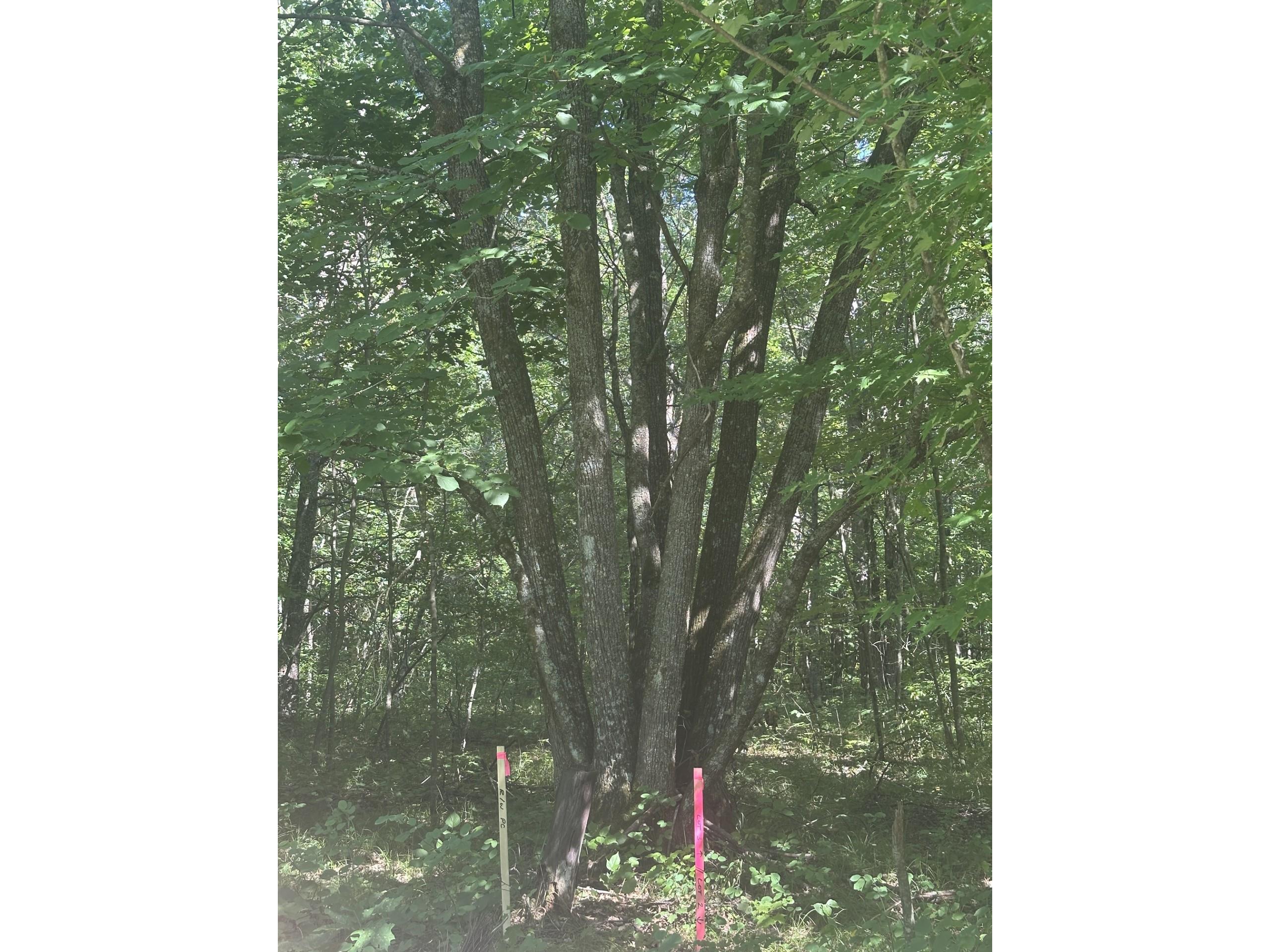 Lot 4 271st Street Holcombe WI 54745 1603205 image6