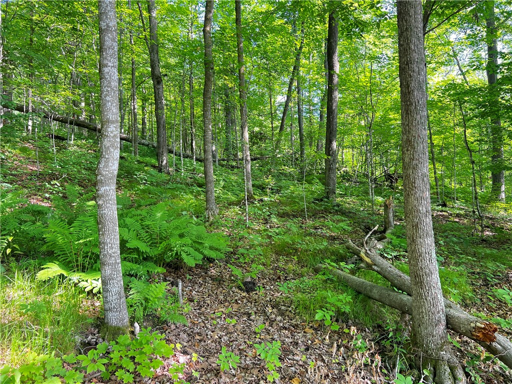Lot 4 Balsam Drive Birchwood WI 54817 - Balsam/Red Cedar/Hemlock 1592993 image14