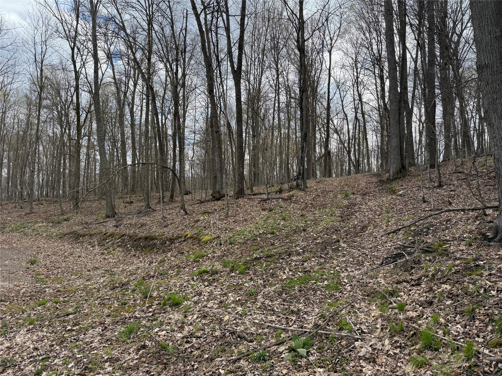 Lot 4 Balsam Drive Birchwood WI 54817 - Balsam/Red Cedar/Hemlock 1598889 image9