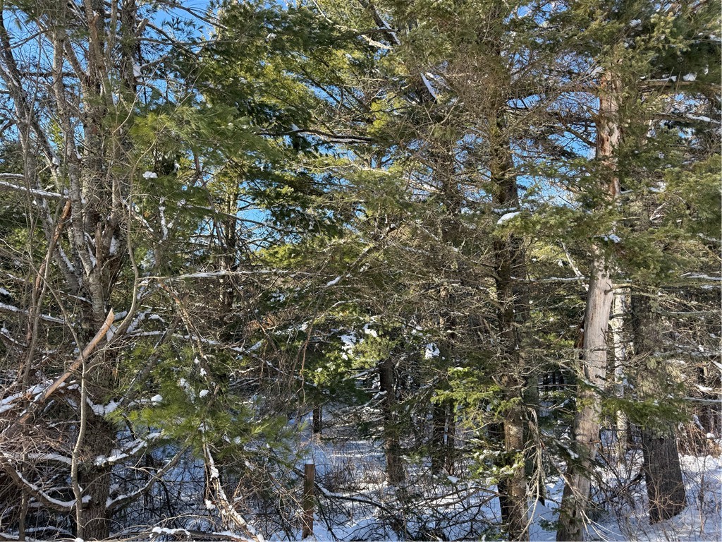 Lot 4 CSM 2370 Kavanaugh Road Cable WI 54821 1597806 image4