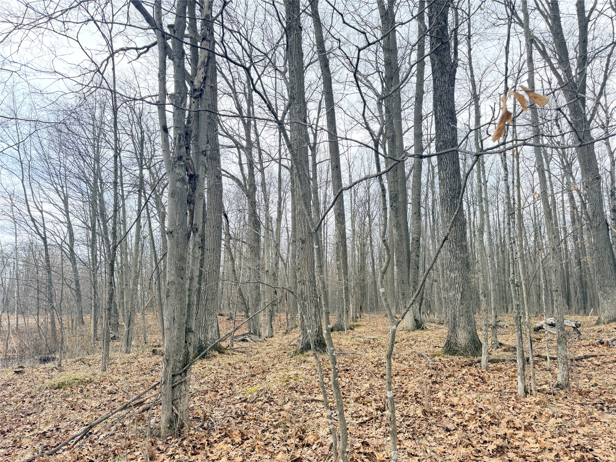 Lot 4 Hwy X Glen Flora WI 54526 1602025 image1