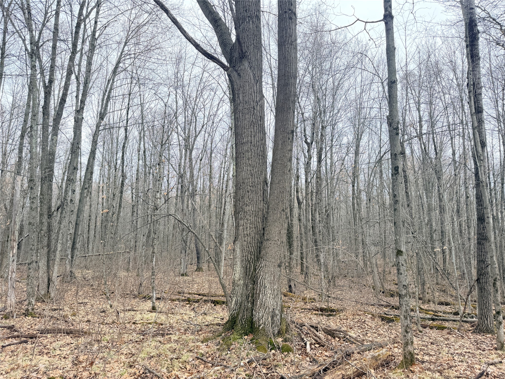 Lot 4 Hwy X Glen Flora WI 54526 1602025 image10