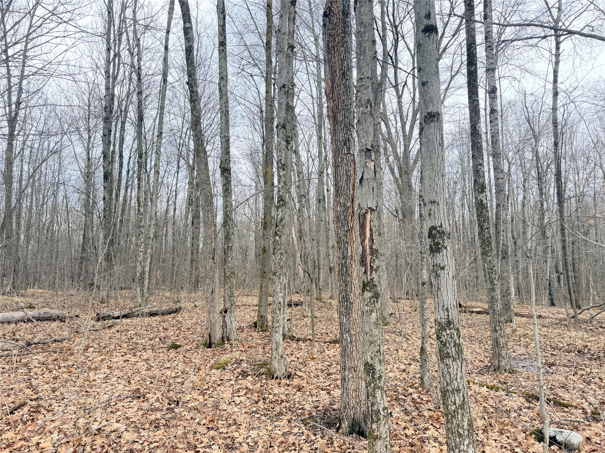 Lot 4 Hwy X Glen Flora WI 54526 1602025 image12