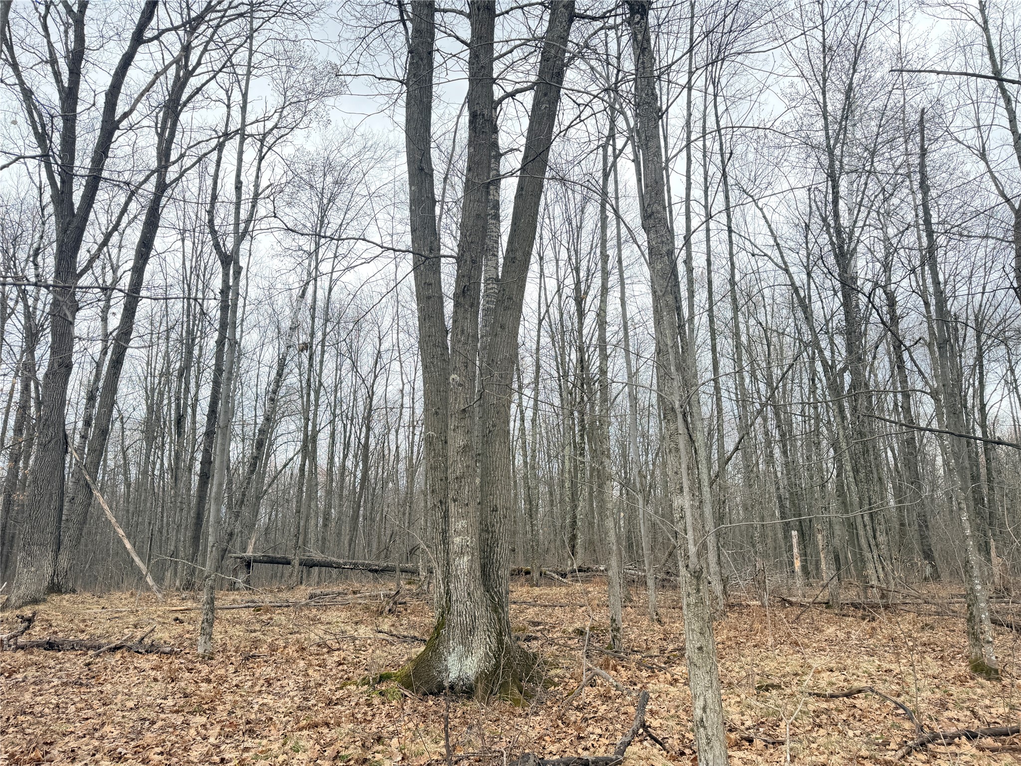 Lot 4 Hwy X Glen Flora WI 54526 1602025 image14