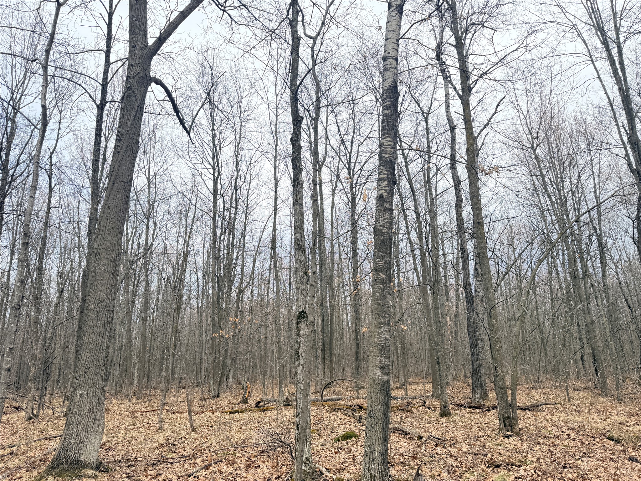 Lot 4 Hwy X Glen Flora WI 54526 1602025 image16