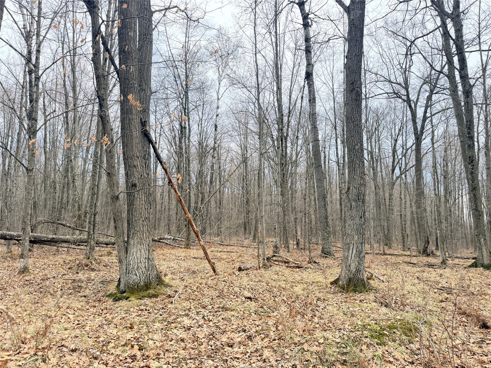 Lot 4 Hwy X Glen Flora WI 54526 1602025 image18