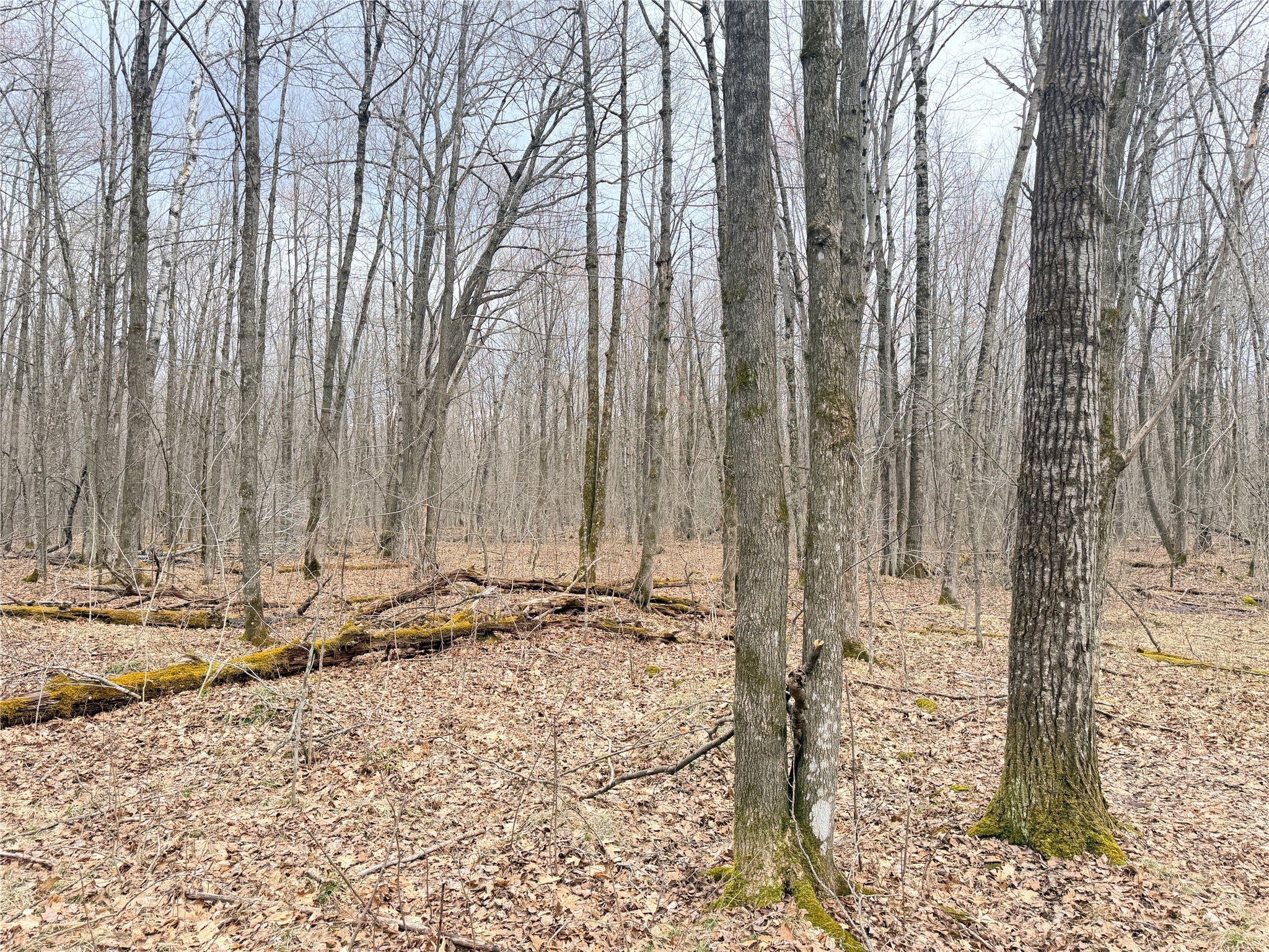 Lot 4 Hwy X Glen Flora WI 54526 1602025 image2