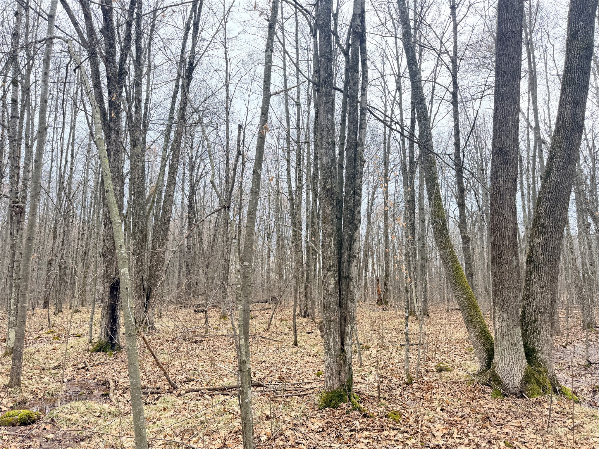 Lot 4 Hwy X Glen Flora WI 54526 1602025 image21