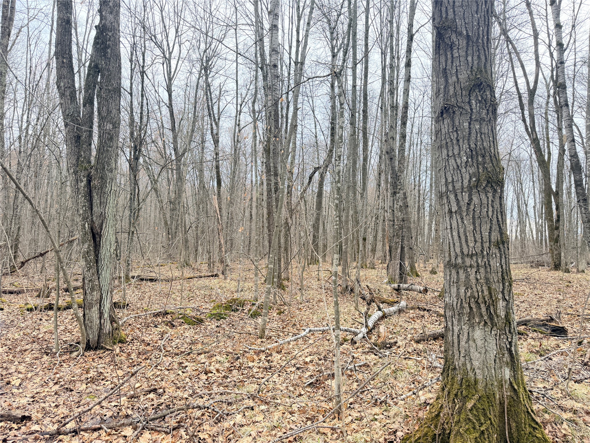 Lot 4 Hwy X Glen Flora WI 54526 1602025 image23
