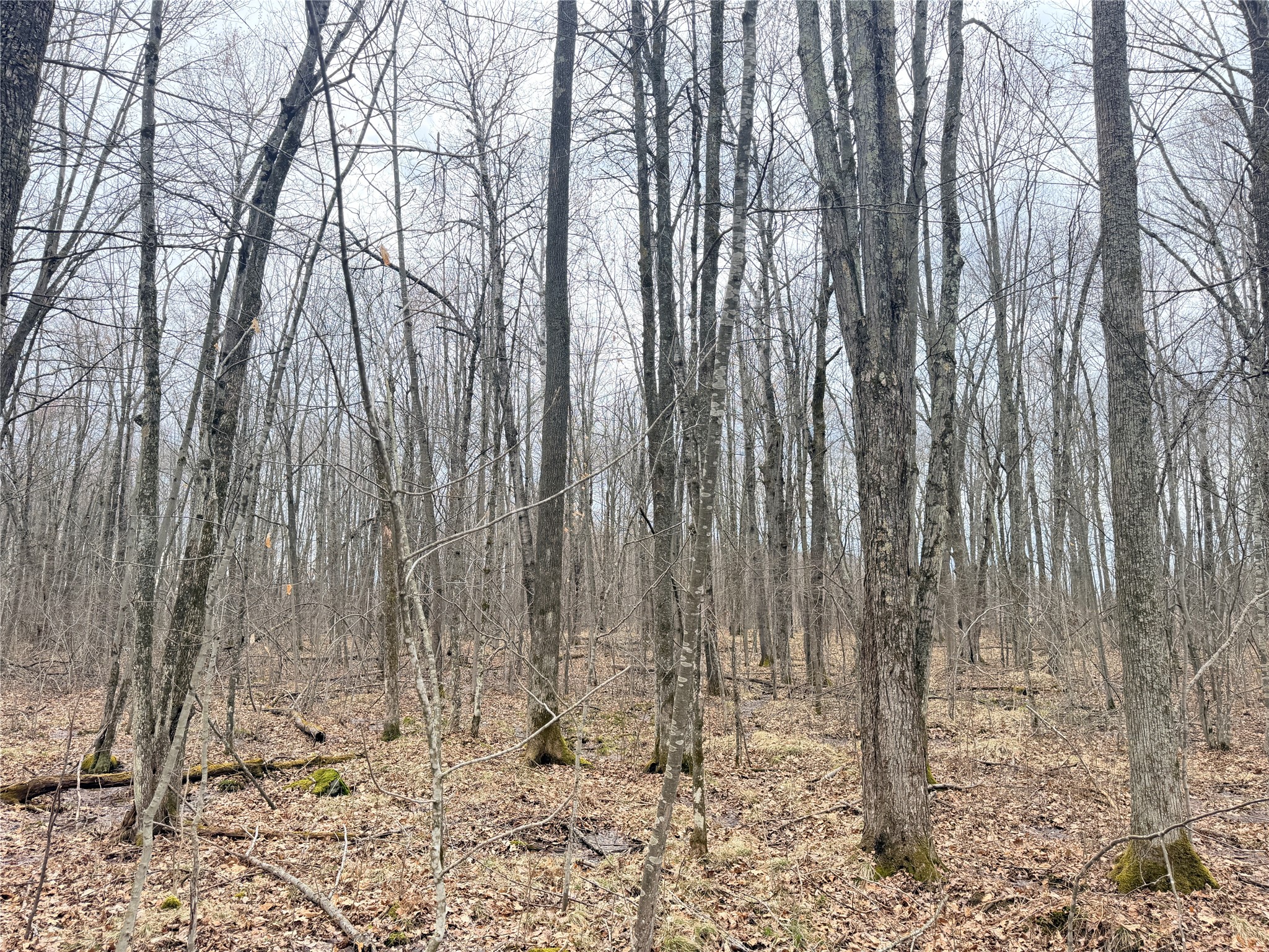 Lot 4 Hwy X Glen Flora WI 54526 1602025 image24