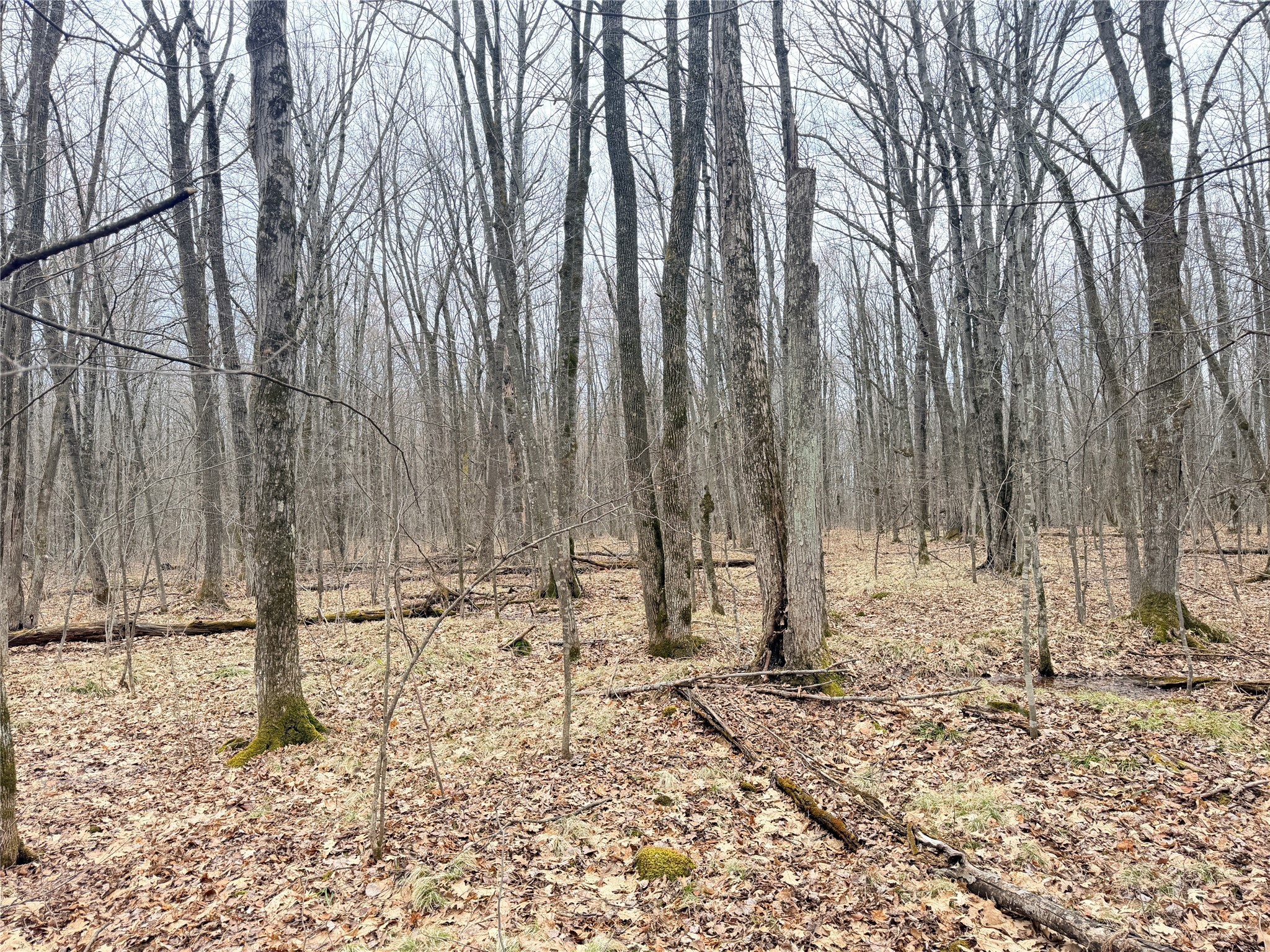 Lot 4 Hwy X Glen Flora WI 54526 1602025 image26