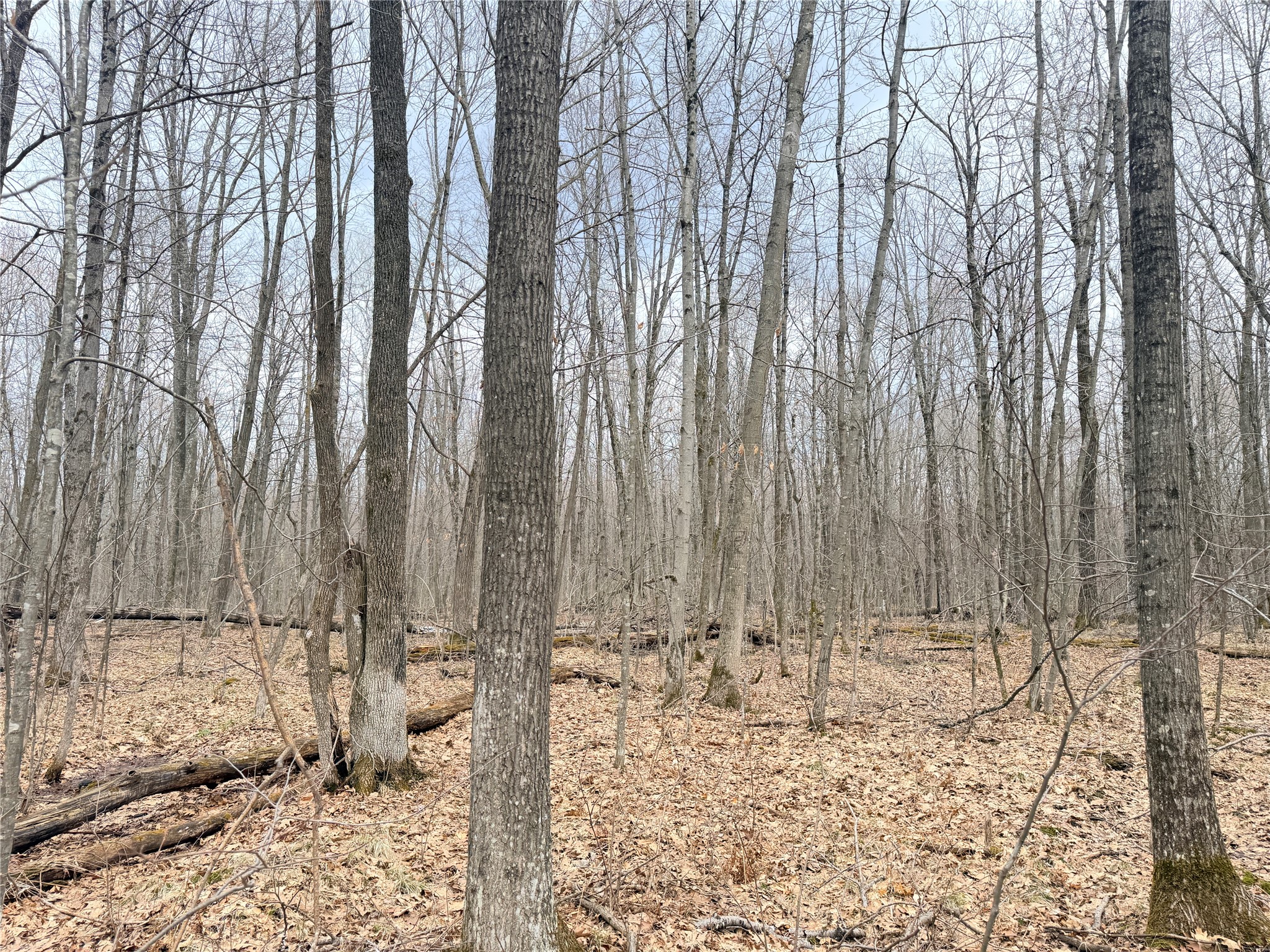 Lot 4 Hwy X Glen Flora WI 54526 1602025 image4