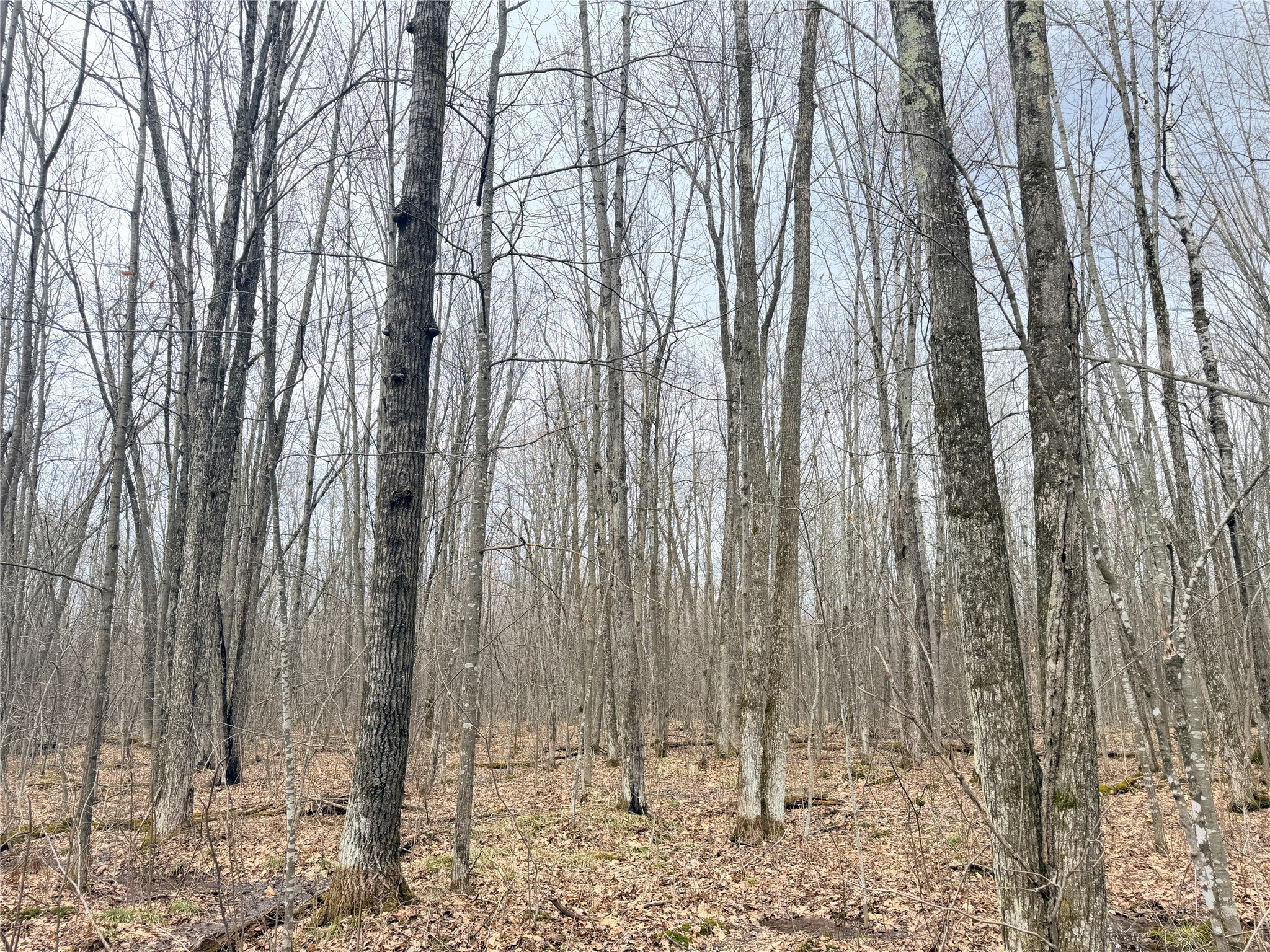 Lot 4 Hwy X Glen Flora WI 54526 1602025 image5