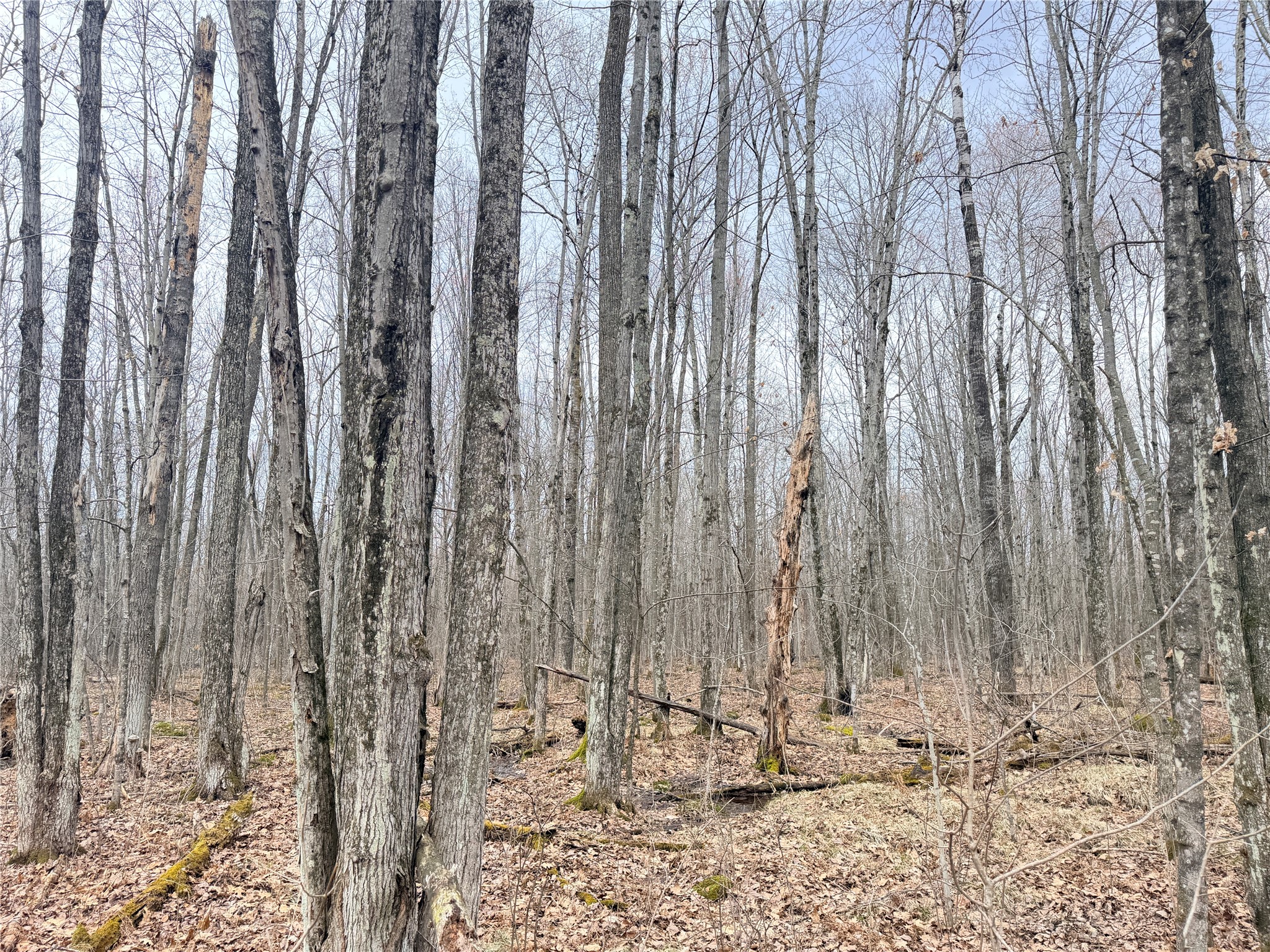Lot 4 Hwy X Glen Flora WI 54526 1602025 image6