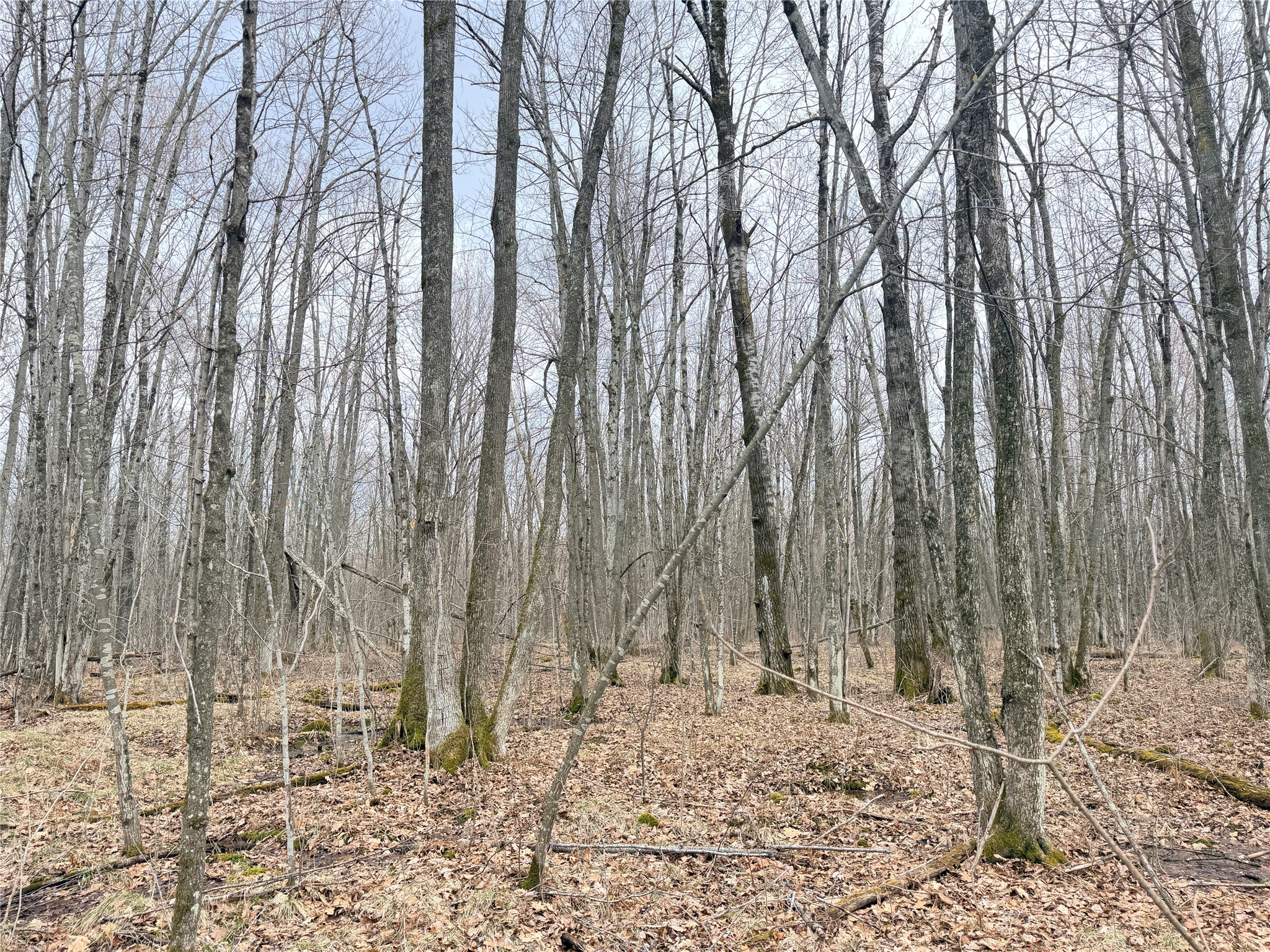 Lot 4 Hwy X Glen Flora WI 54526 1602025 image7