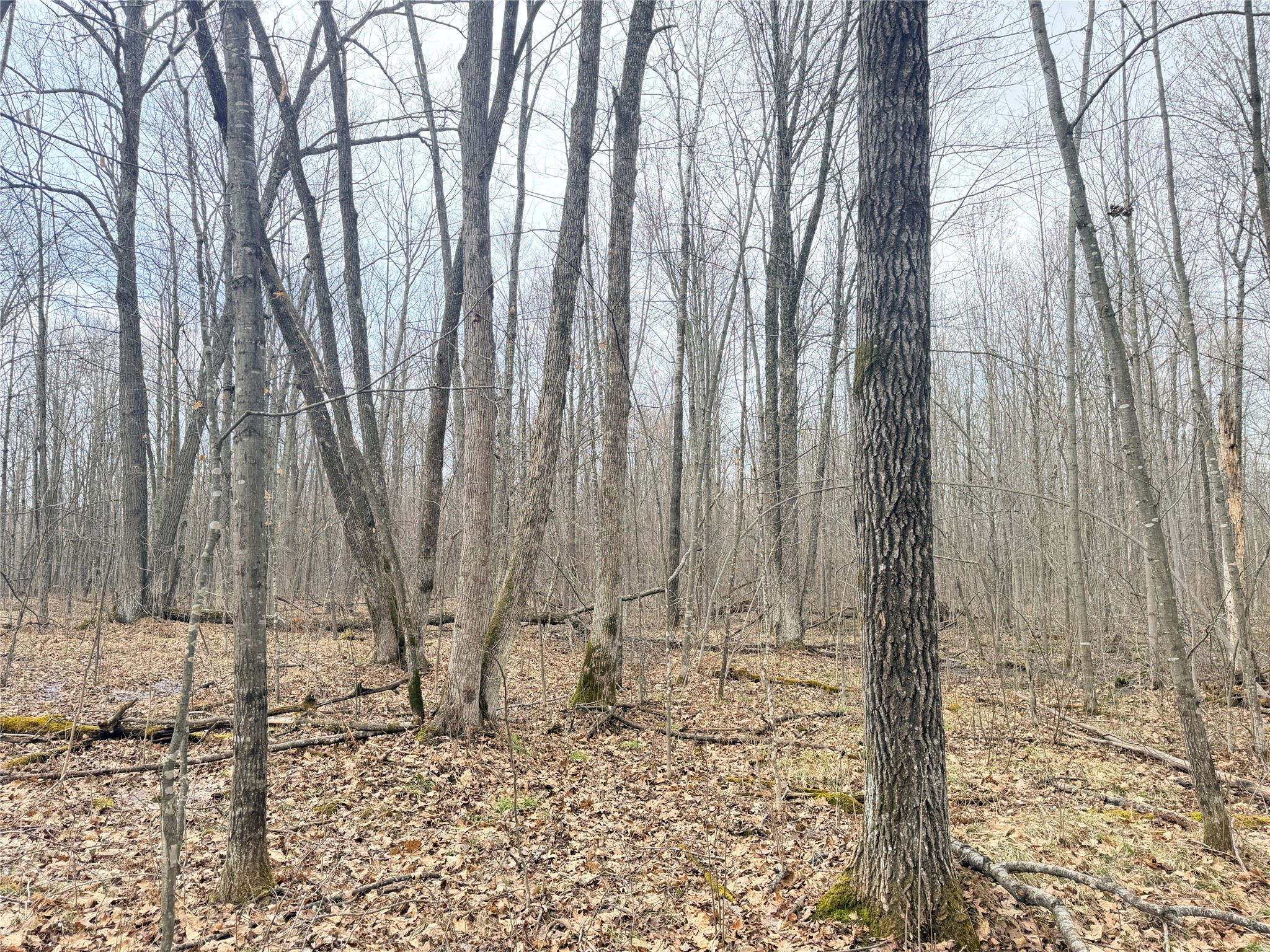 Lot 4 Hwy X Glen Flora WI 54526 1602025 image9