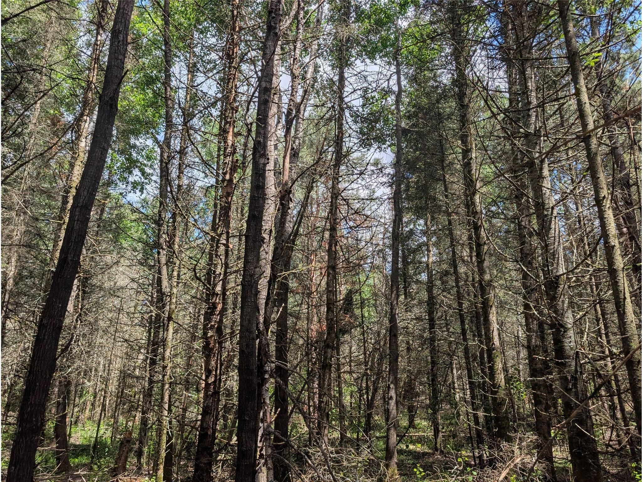 Lot 4 Main Road Springbrook WI 54875 1602445 image12