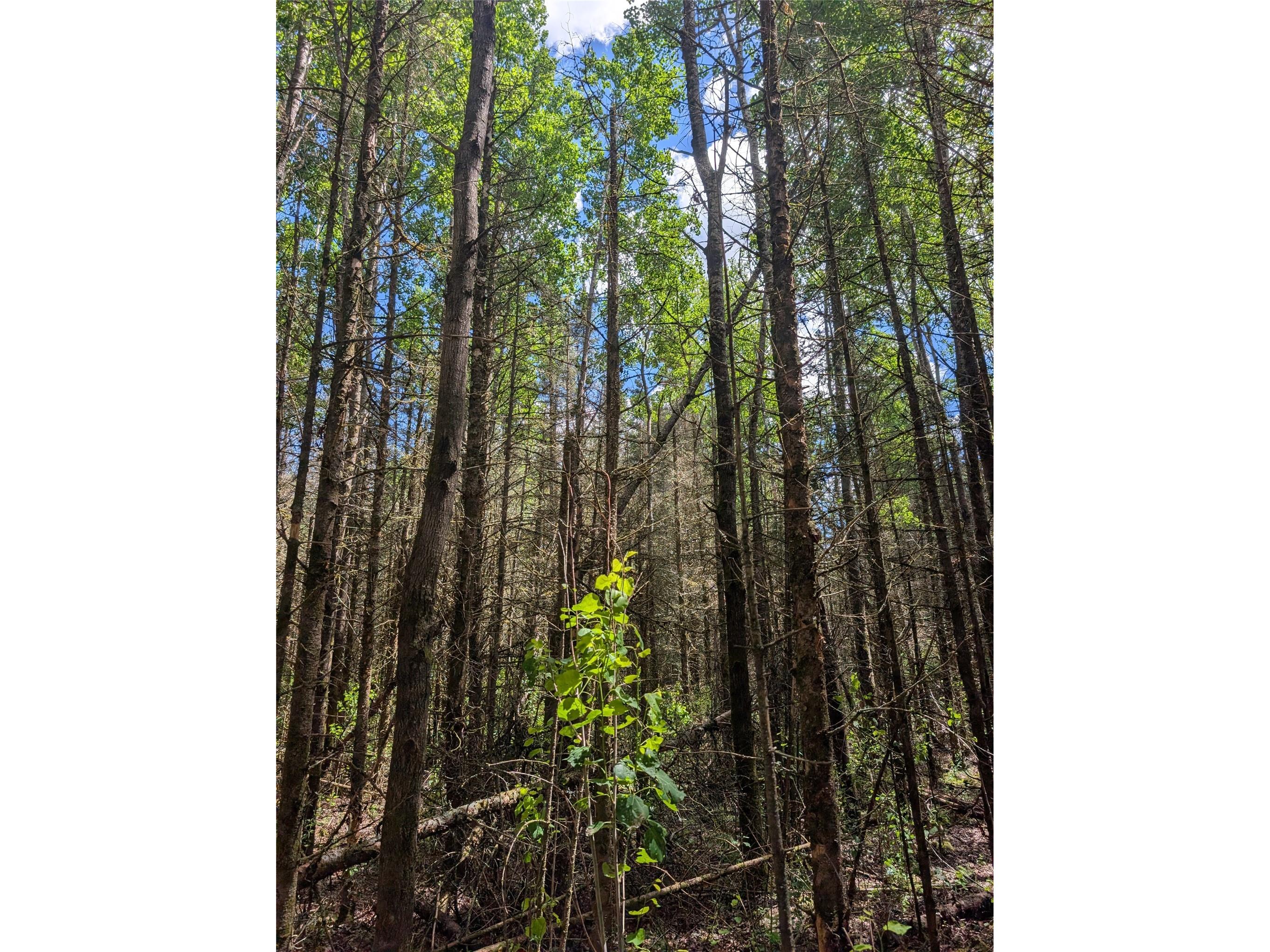 Lot 4 Main Road Springbrook WI 54875 1602445 image13